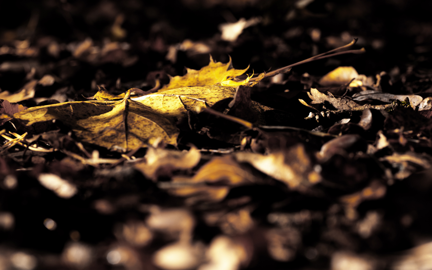 Download mobile wallpaper Leaf, Fall, Nature, Earth for free.