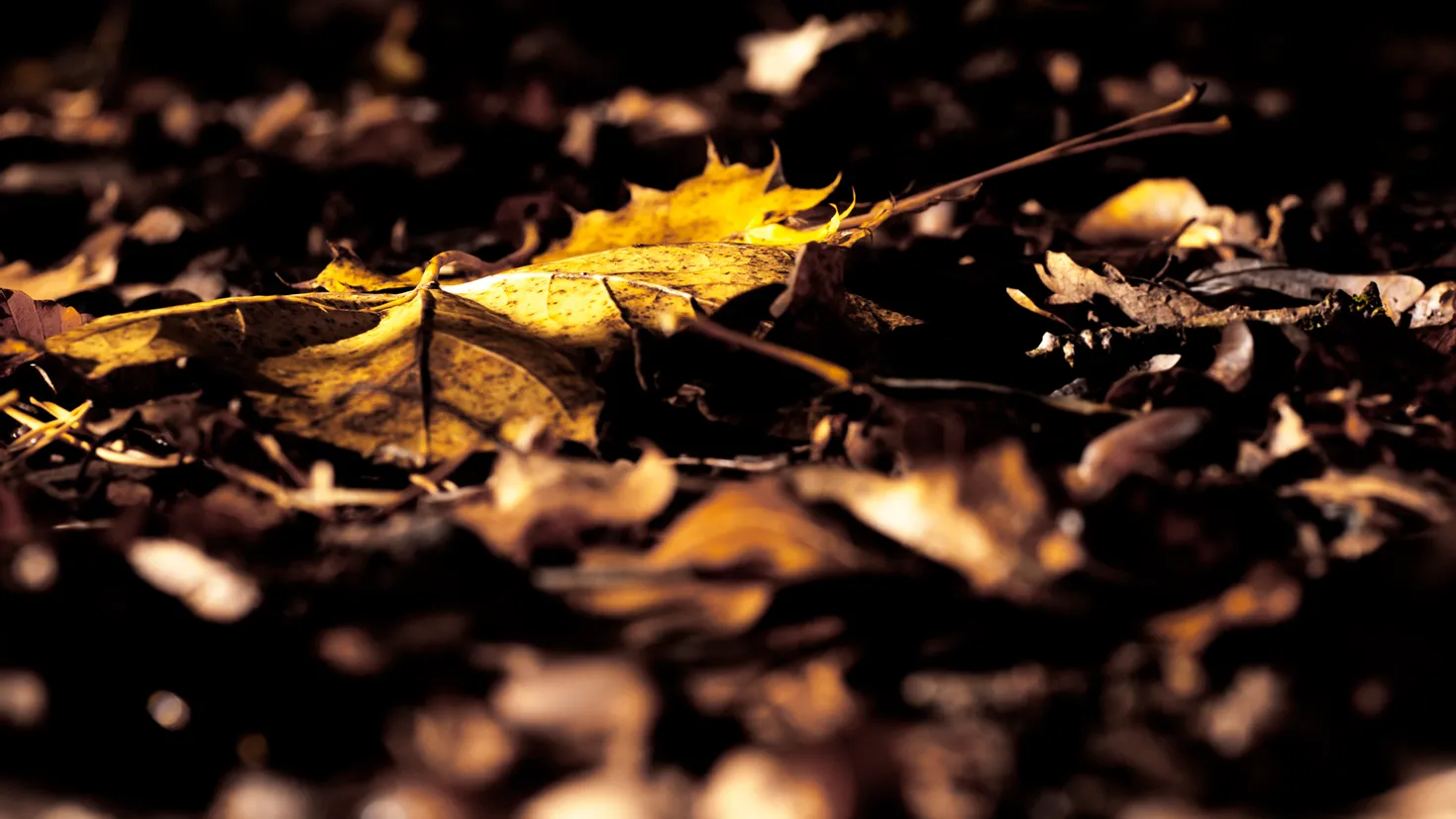 Desktop wallpaper: Nature, Earth, Leaf, Fall 4K free download for PC ...