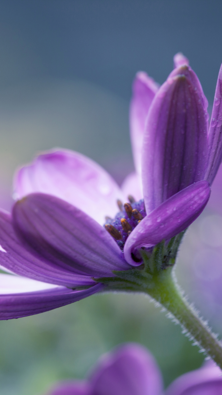 Descarga gratuita de fondo de pantalla para móvil de Flores, Flor, Tierra/naturaleza.