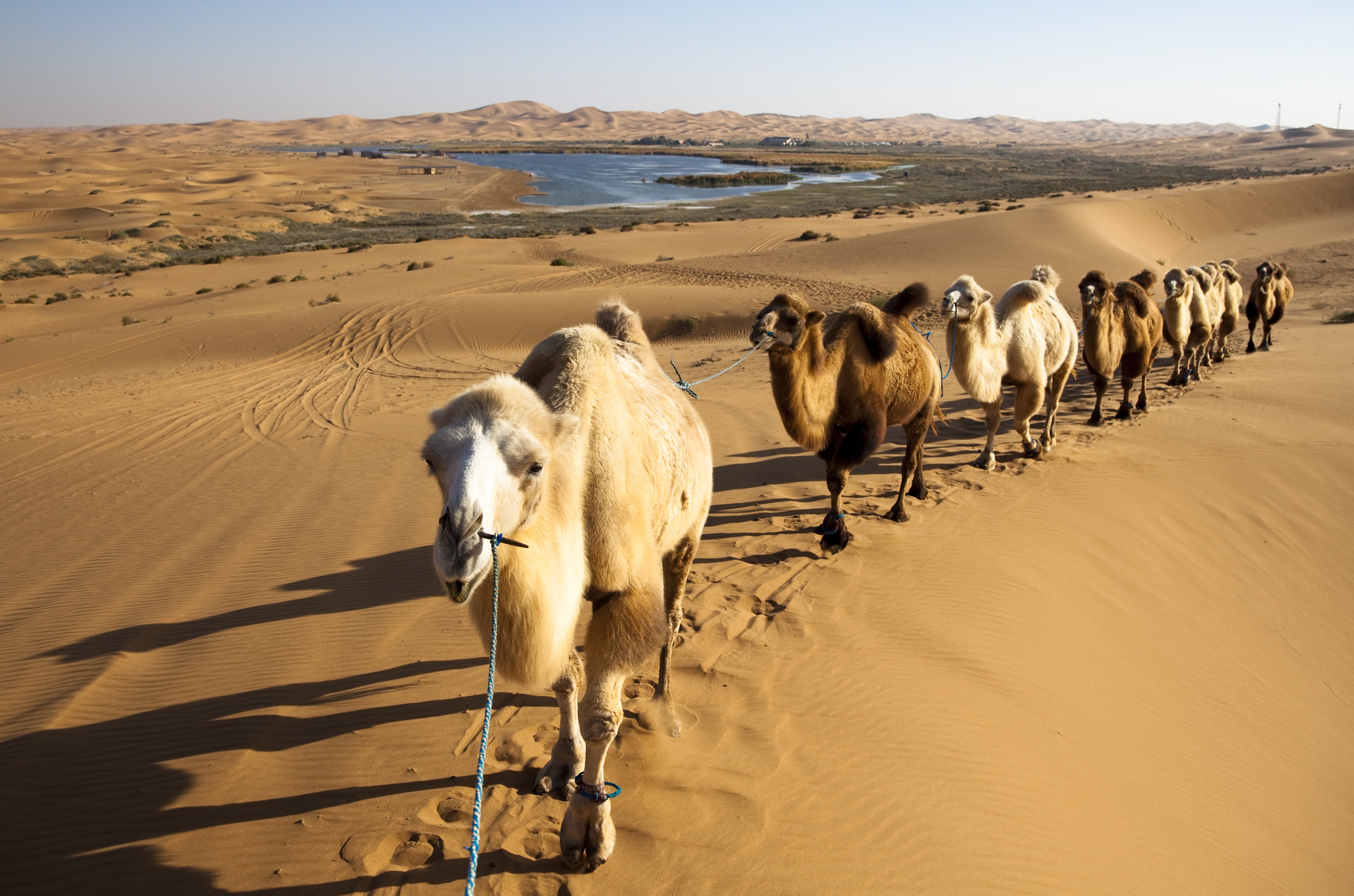 987490 скачать обои верблюды, фотографии, караван, пустыня, песок - заставки и картинки бесплатно