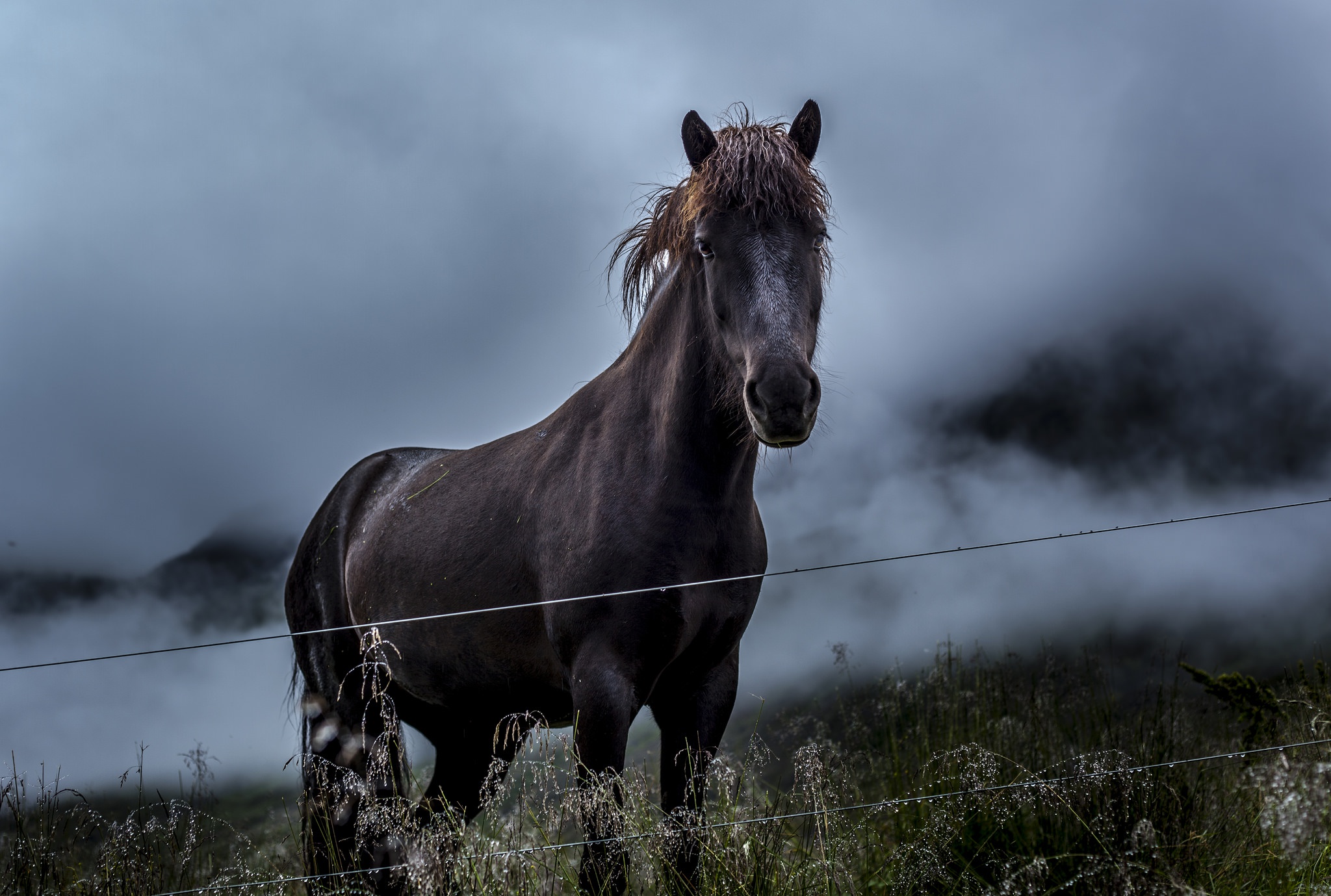 Скачать картинку Животные, Туман, Лошадь в телефон бесплатно.
