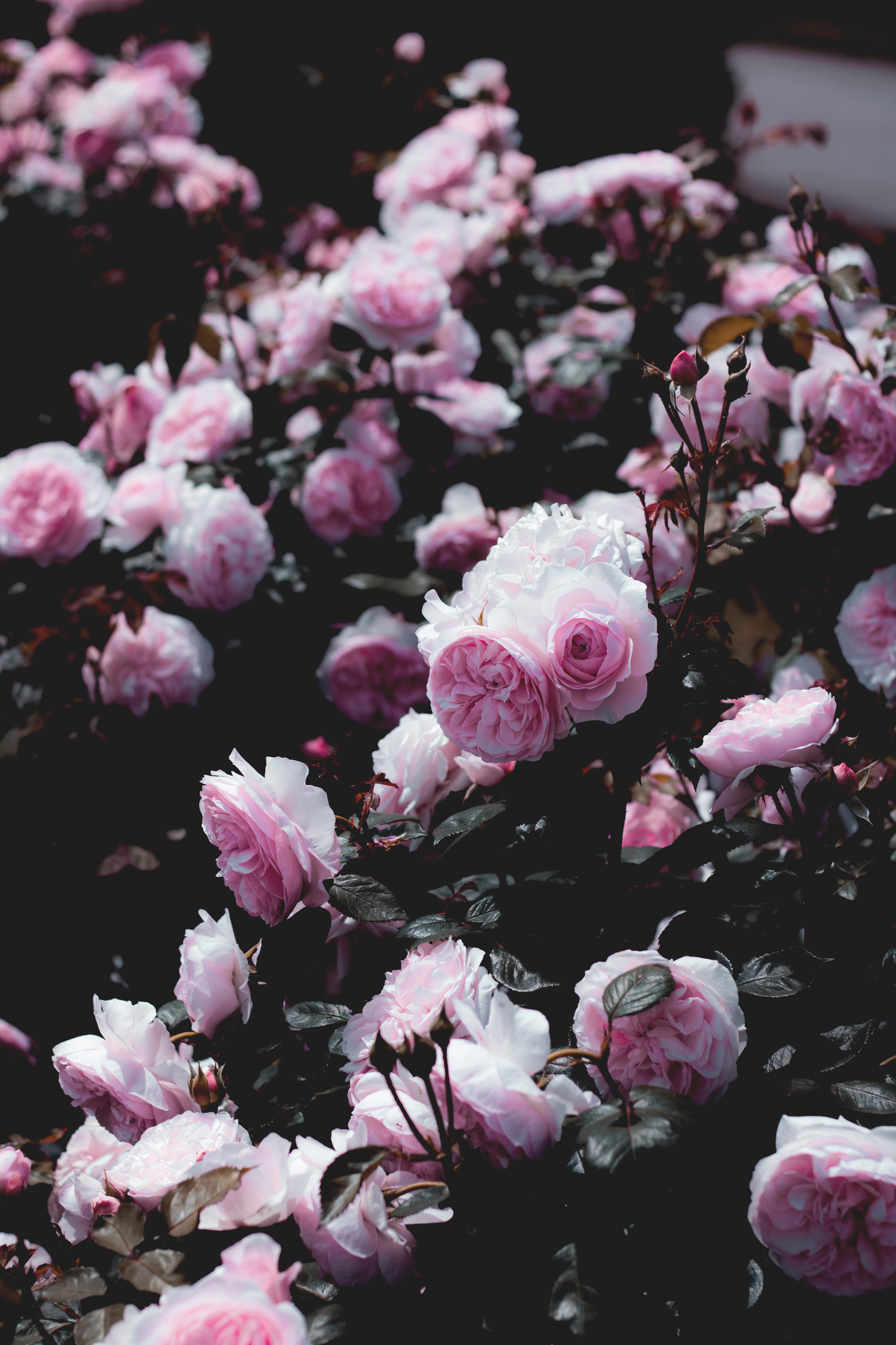 Download mobile wallpaper Bush, Flowers, Plant, Roses, Pink for free.