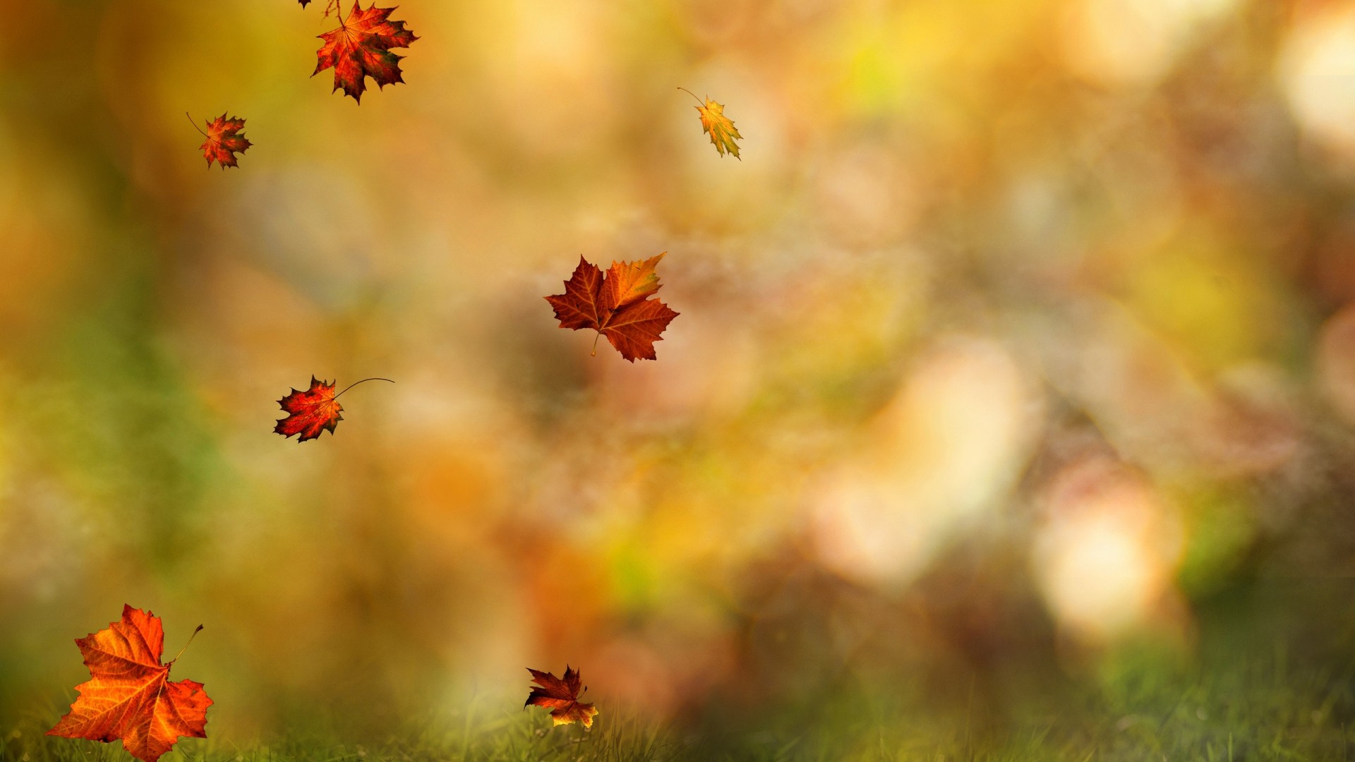 PCデスクトップに秋, 葉, 地球, メープル リーフ画像を無料でダウンロード