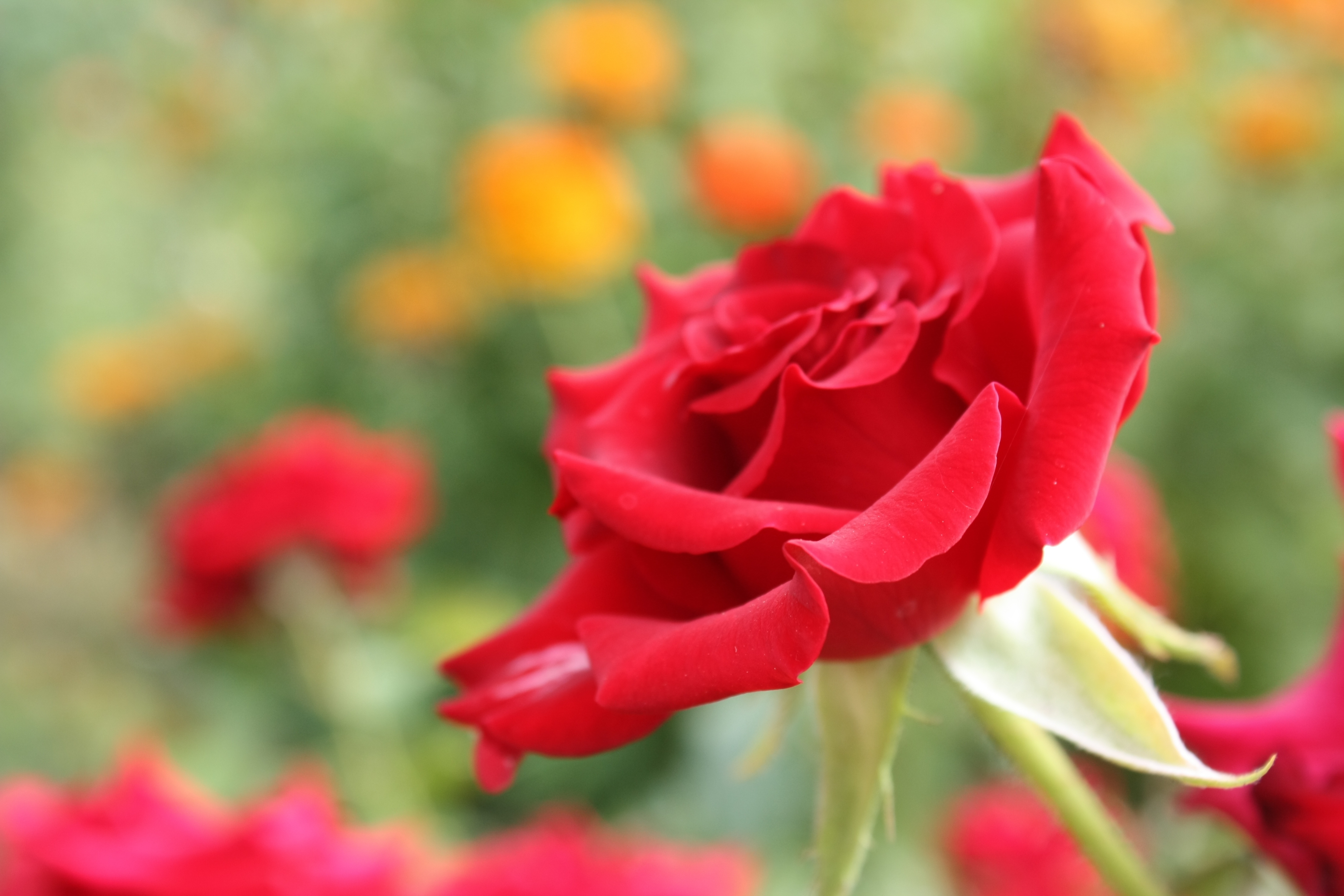 無料モバイル壁紙花, つぼみ, 蕾, 閉じる, クローズ アップ, バラの花, 花びら, 赤い, フラワーズ, 薔薇をダウンロードします。