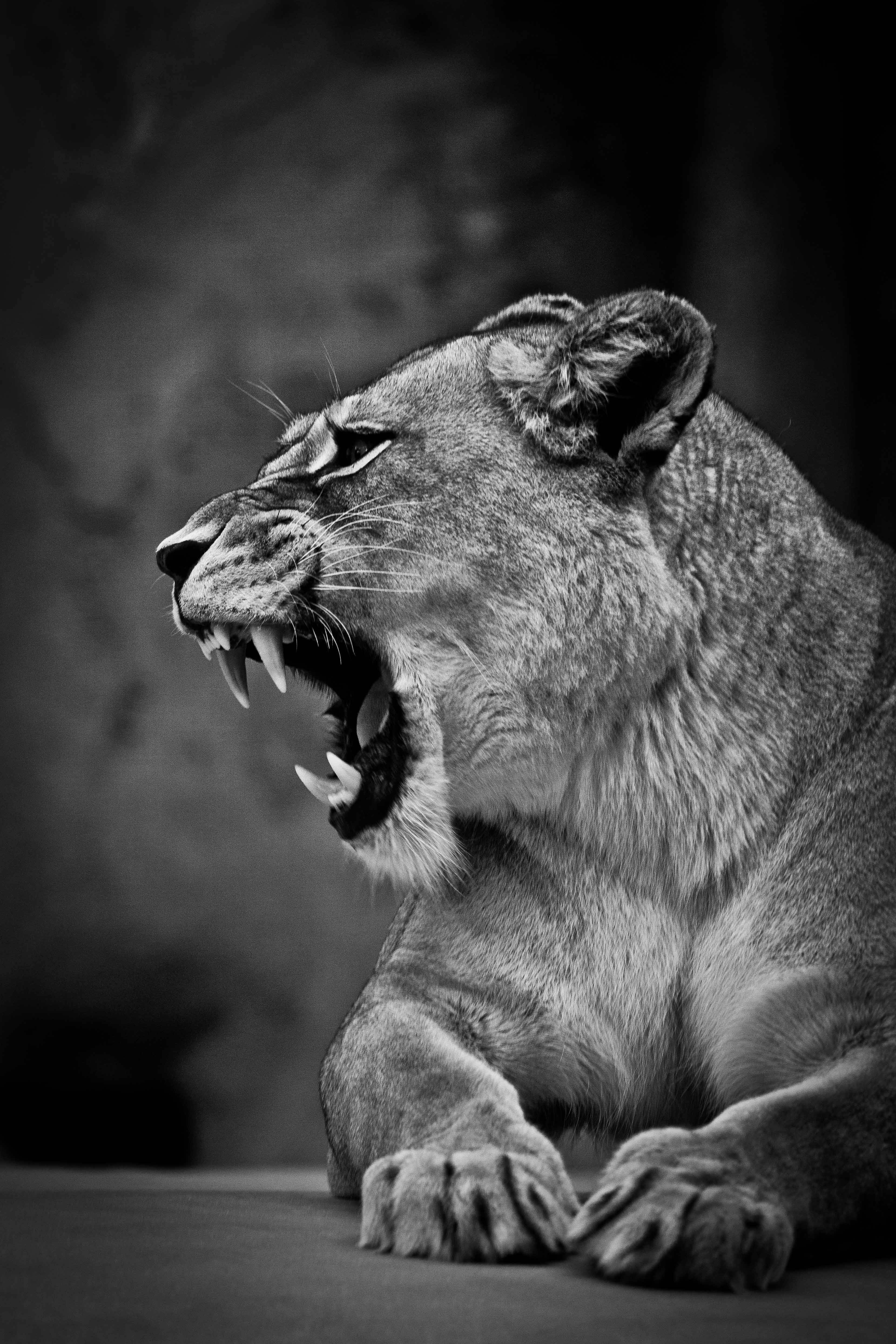lion, lioness, big cat, animals, grin, predator, bw, chb Full HD
