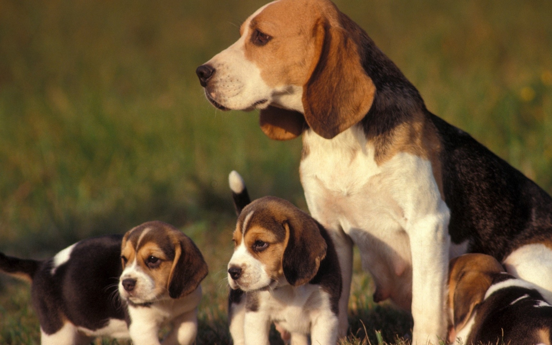 Baixe gratuitamente a imagem Animais, Cães, Cão, Beagle, Filhote na área de trabalho do seu PC