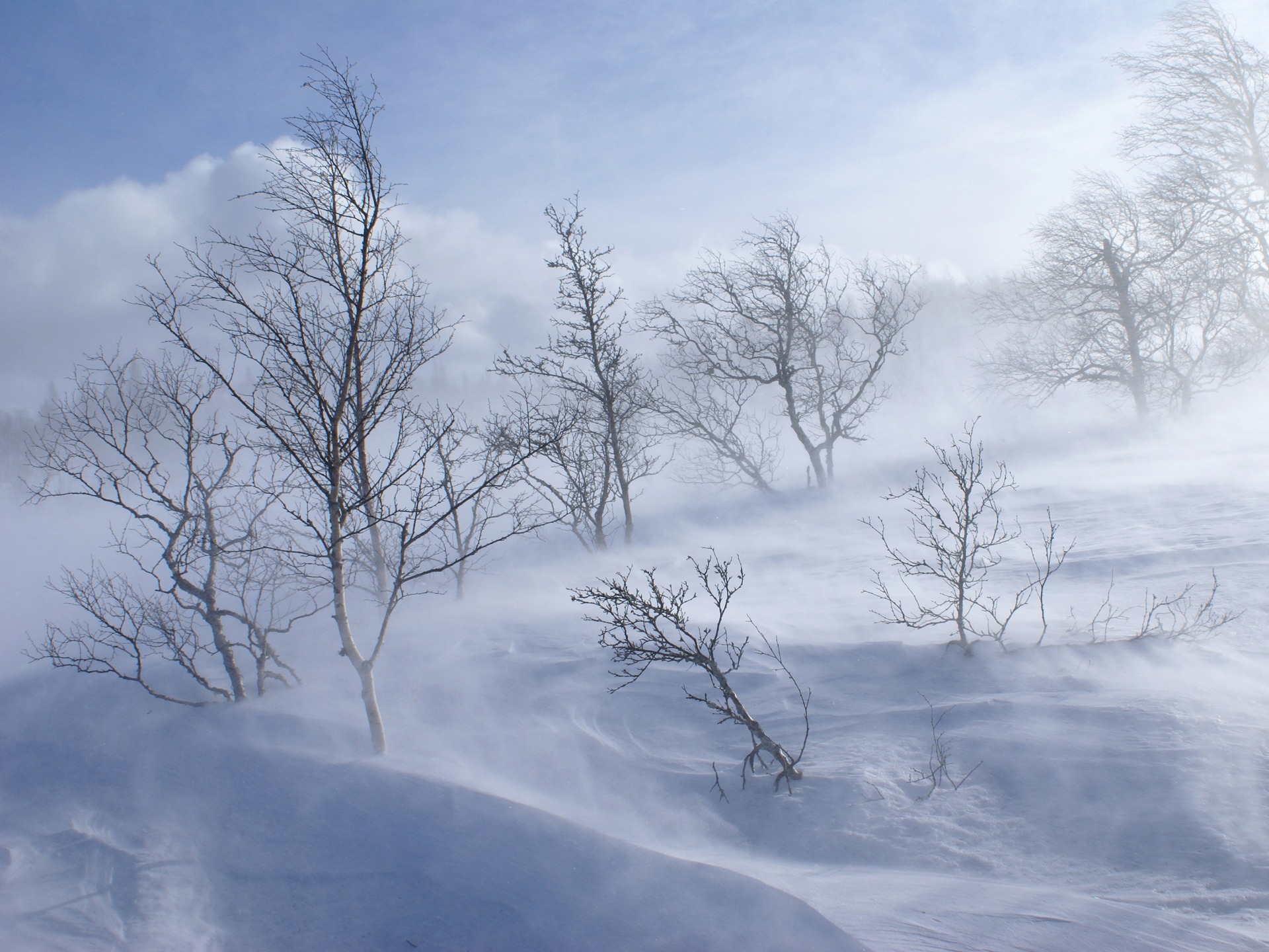 105360 télécharger l'image nature, arbres, montagnes, neige, tempête de neige, vent - fonds d'écran et économiseurs d'écran gratuits
