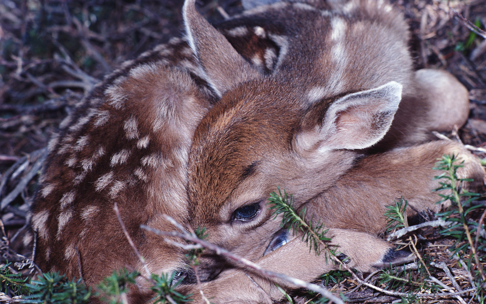 Laden Sie das Tiere, Hirsch-Bild kostenlos auf Ihren PC-Desktop herunter