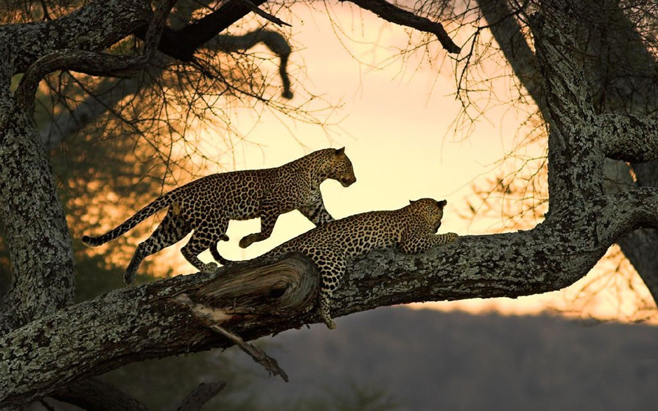 Descarga gratuita de fondo de pantalla para móvil de Leopardo, Gatos, Animales.