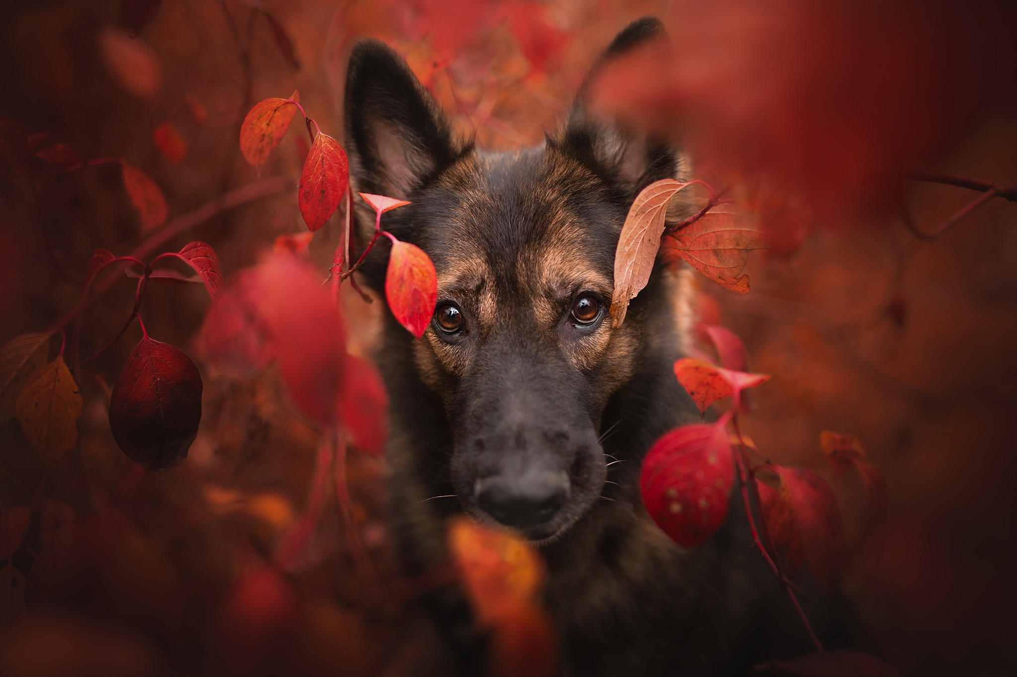 Laden Sie das Tiere, Hunde, Hund, Starren-Bild kostenlos auf Ihren PC-Desktop herunter