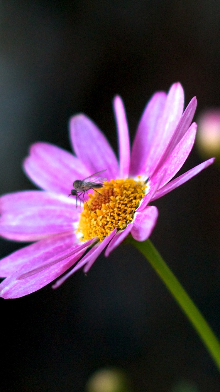 earth, flower, pink flower, daisy, mosquito, flowers