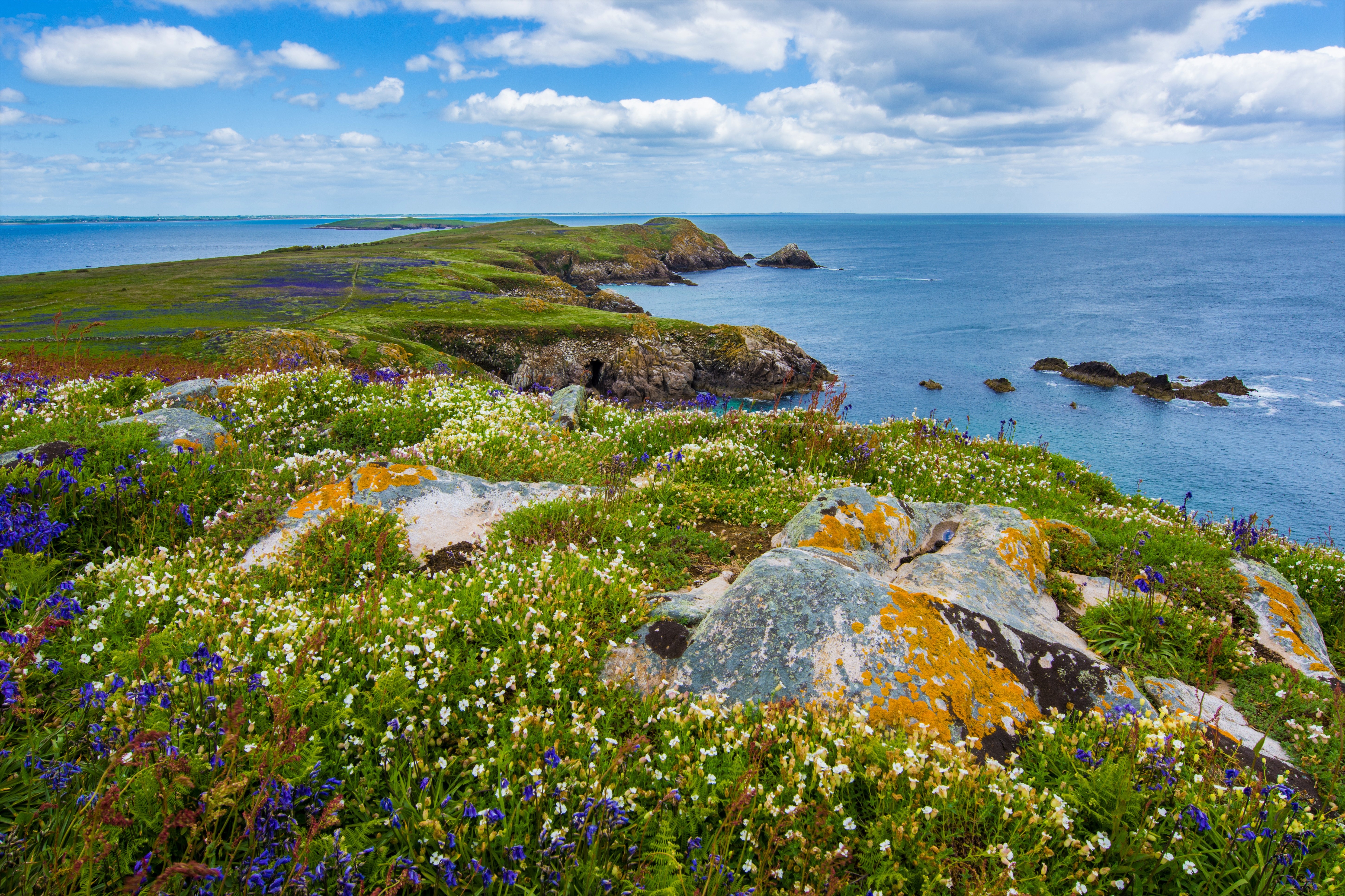 862241 скачать обои ирландия, побережье, море, береговая линия, земля/природа, облака, цветок, горизонт, океан - заставки и картинки бесплатно