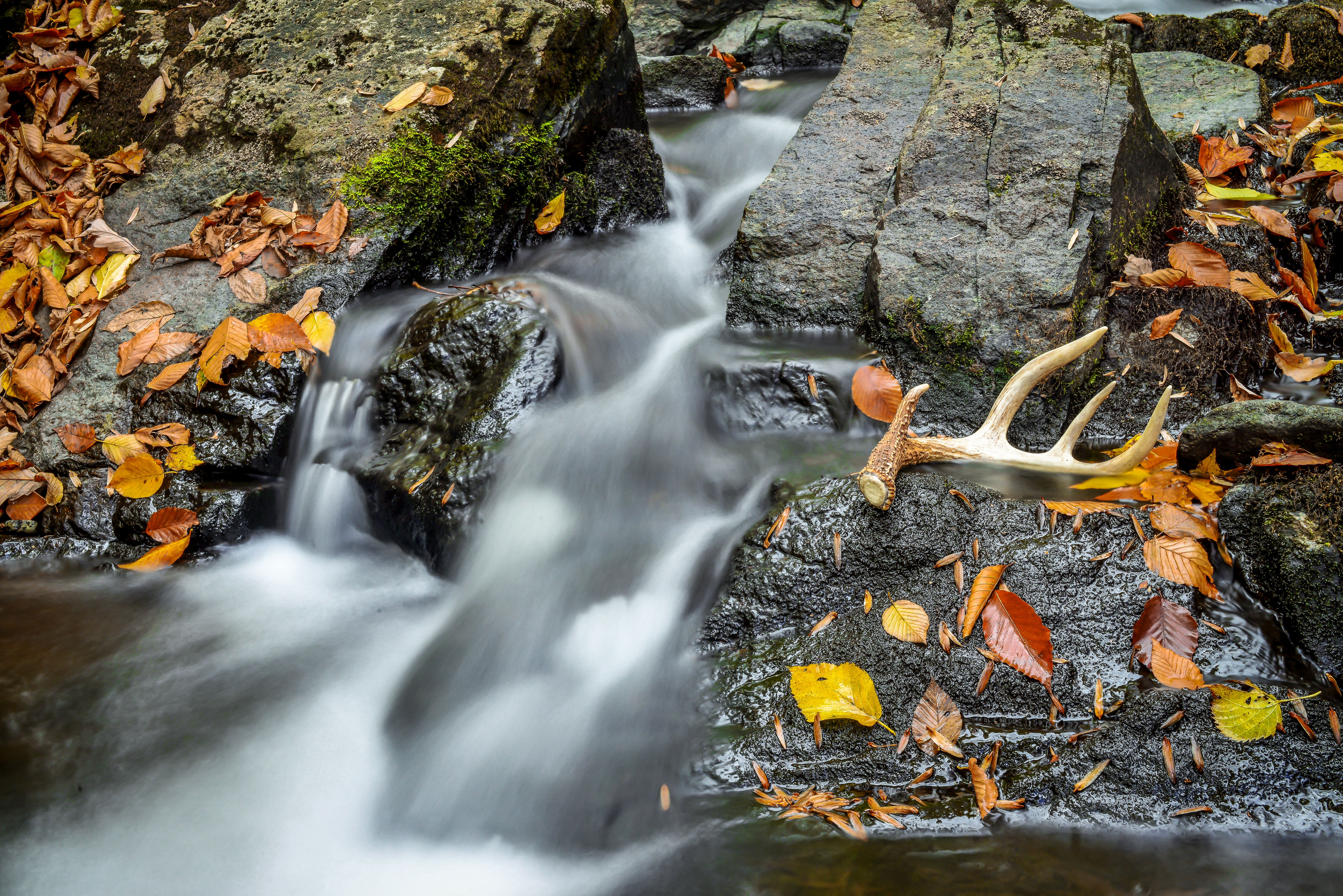 water, photography, antler, fall, leaf, stream