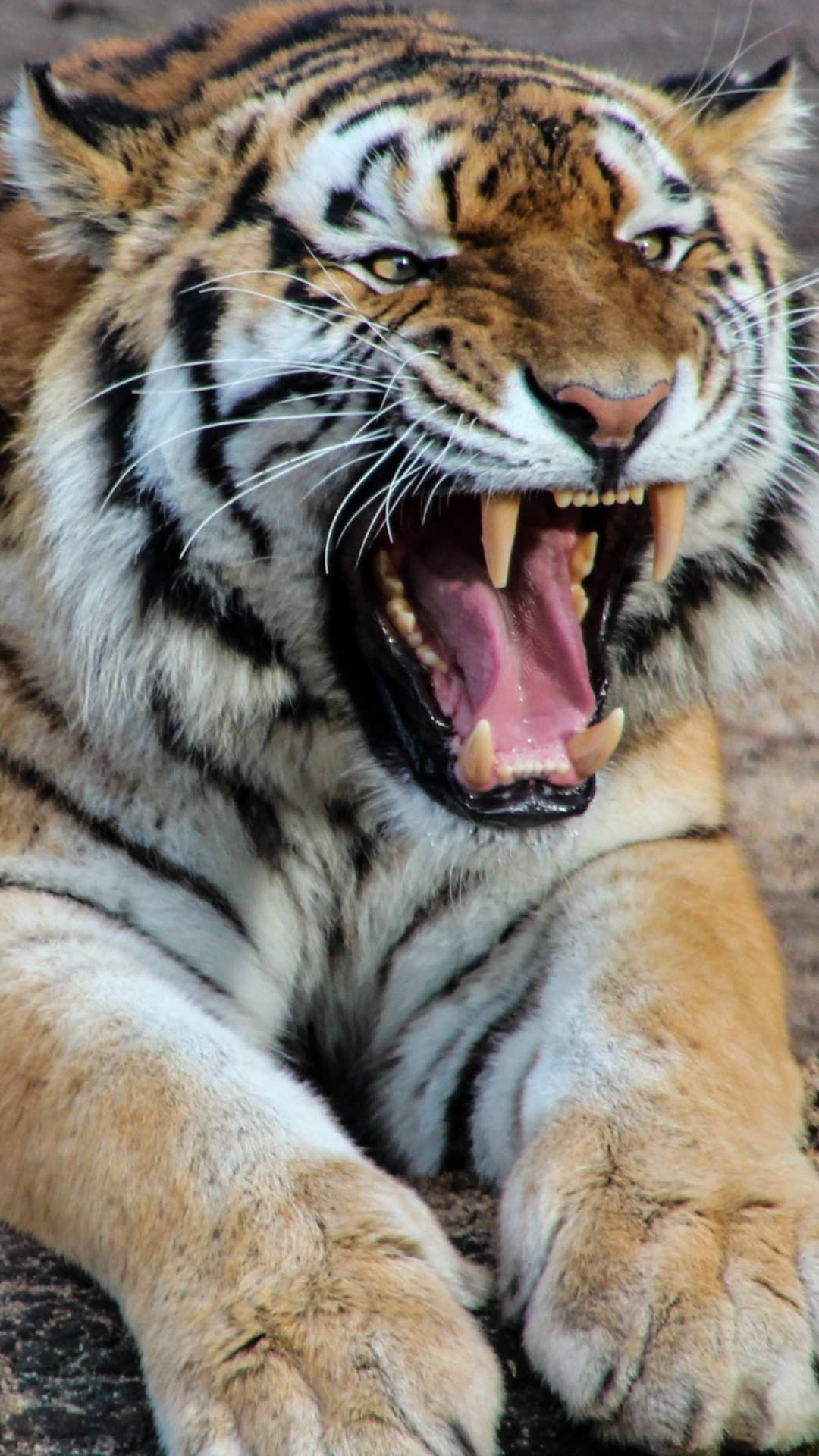 Téléchargez des papiers peints mobile Animaux, Chats, Tigre gratuitement.