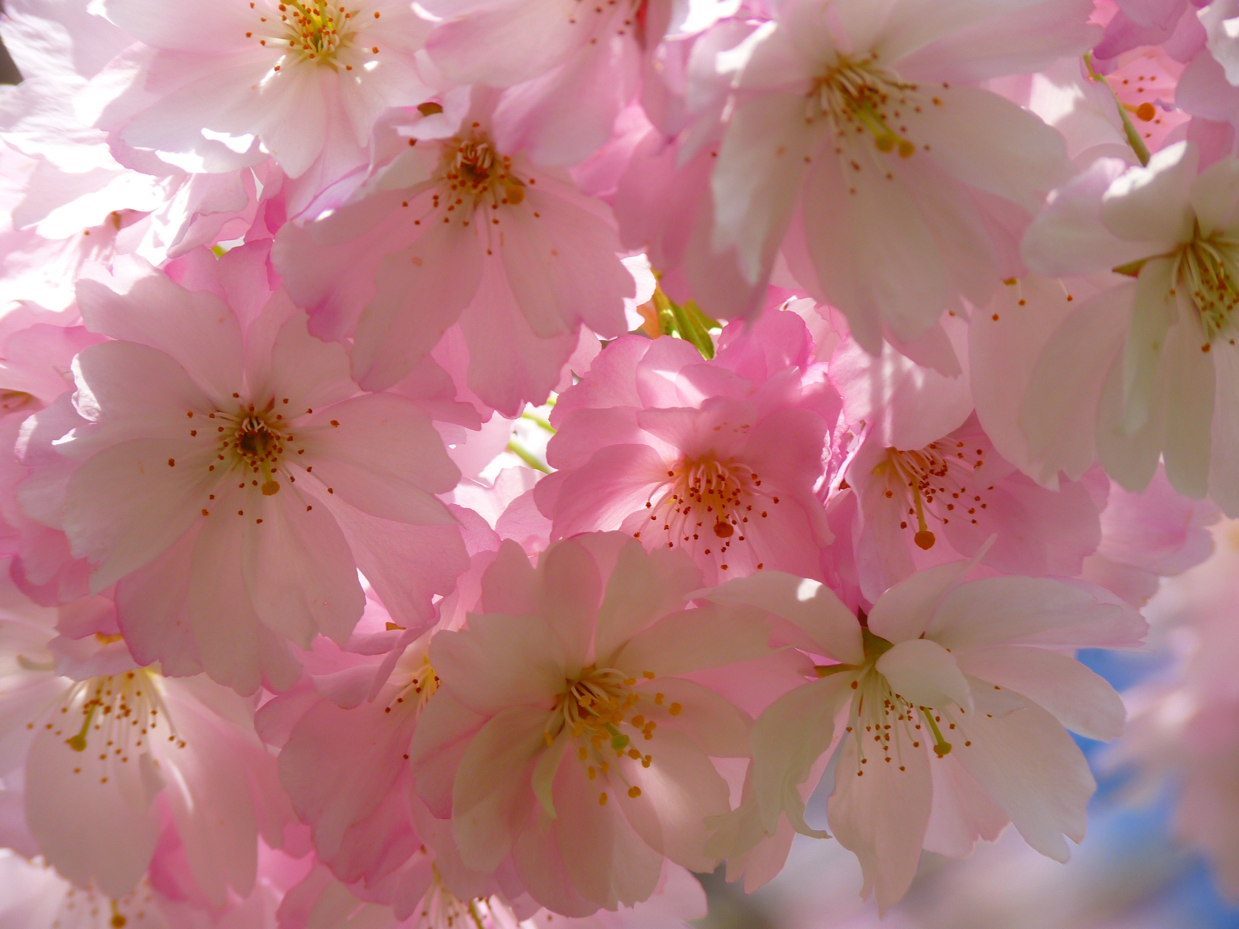 bloom, japanese cherry, flowers, flowering Full HD
