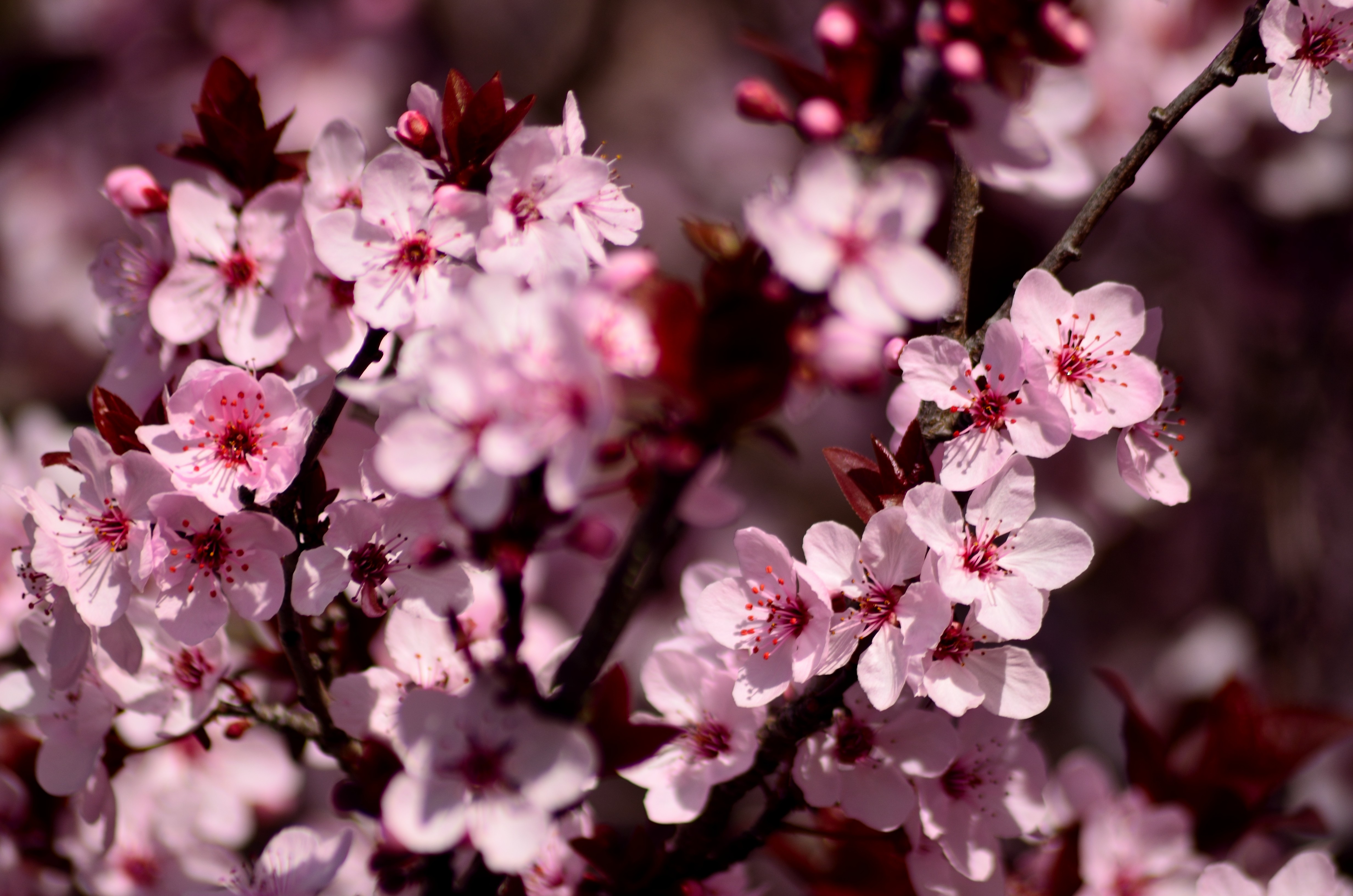 Free download wallpaper Flowers, Pink, Petals, Sakura on your PC desktop