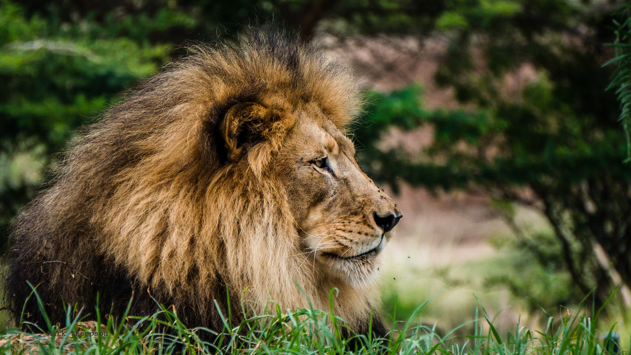 Téléchargez des papiers peints mobile Animaux, Chats, Lion gratuitement.