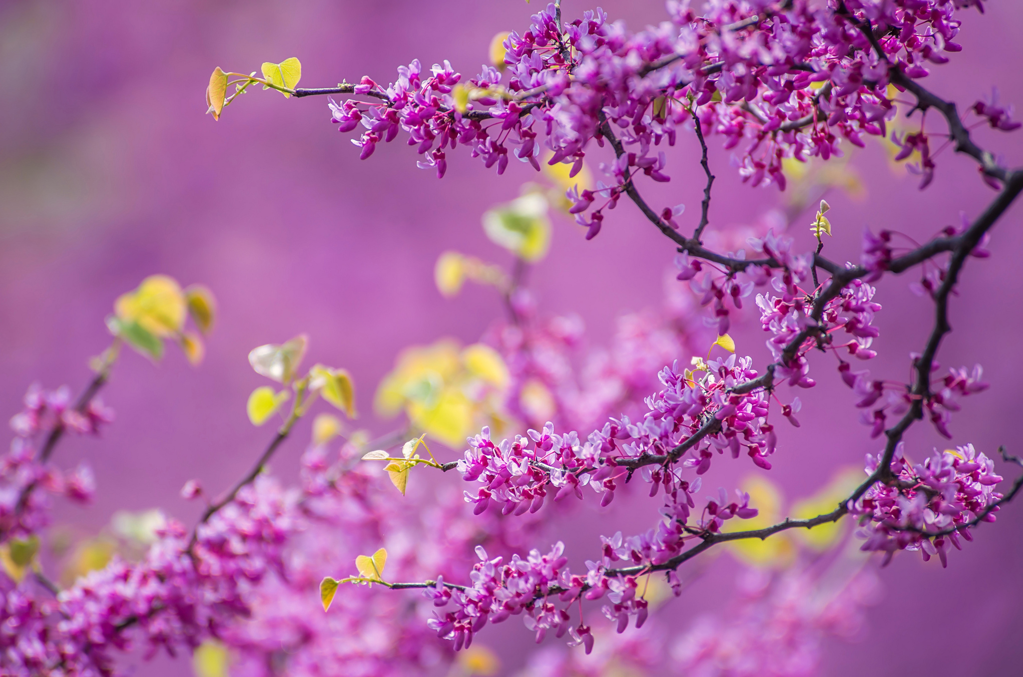 Free download wallpaper Flowers, Flower, Branch, Earth, Spring, Blossom on your PC desktop