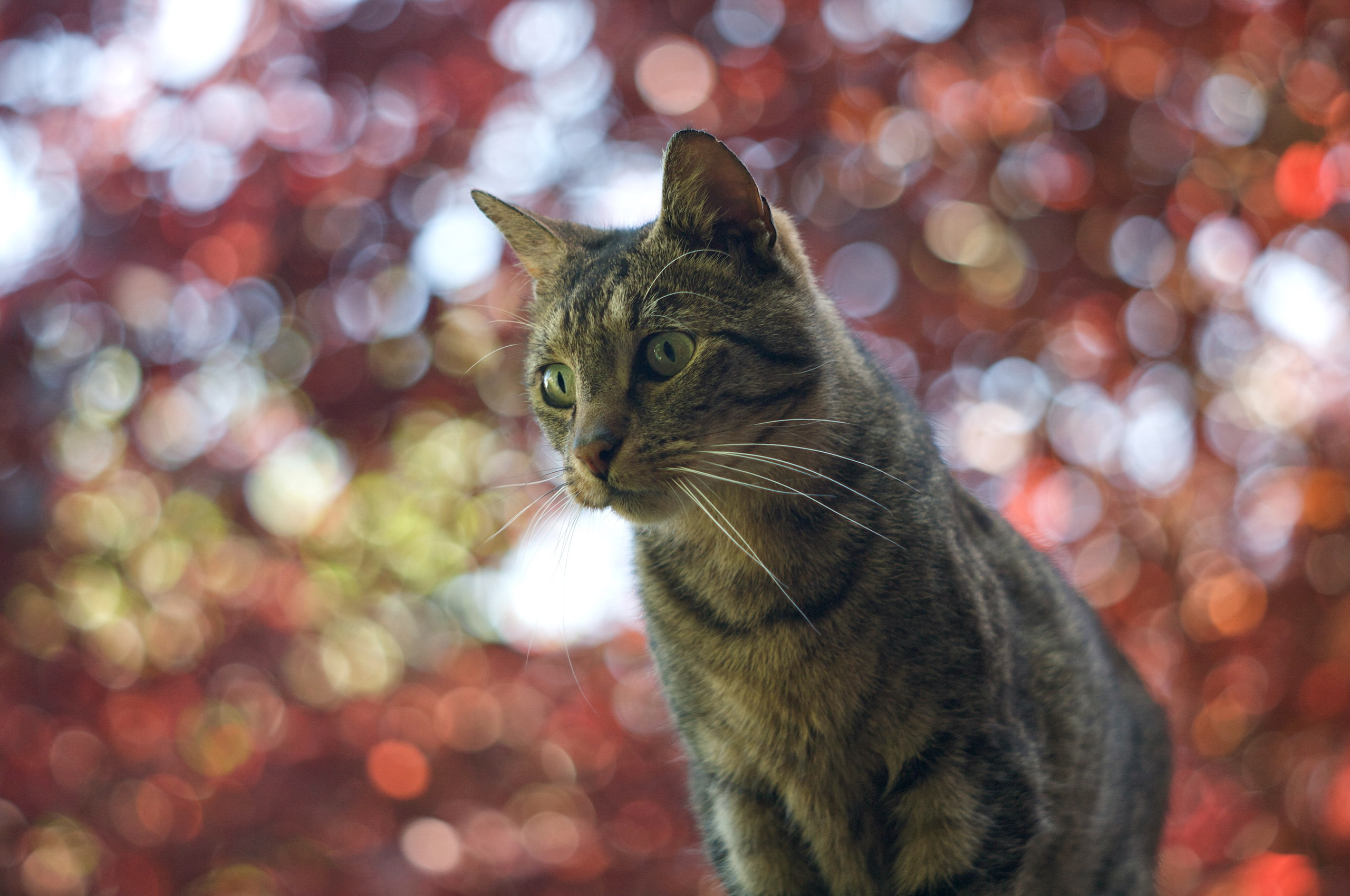 Handy-Wallpaper Bokeh, Katze, Katzen, Tiere kostenlos herunterladen.