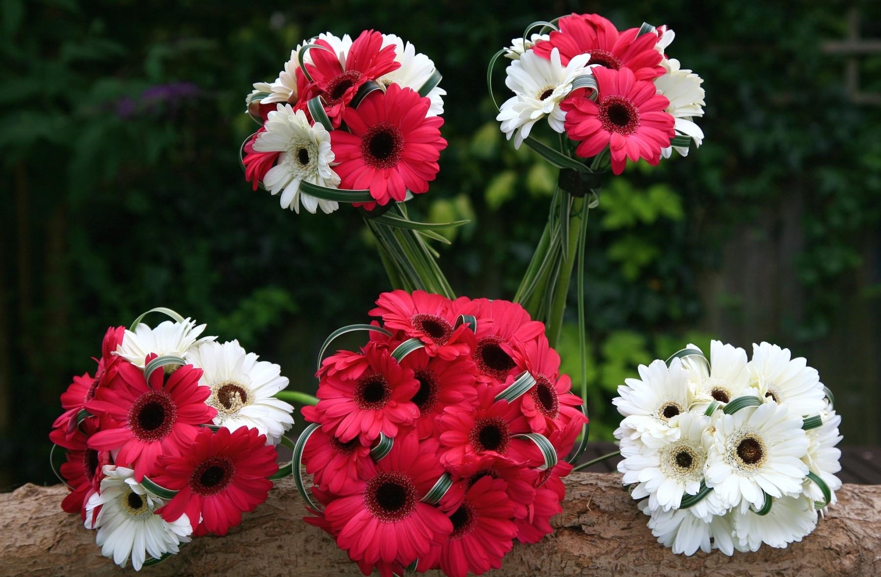 gerberas, combination, flowers, bouquets, white, red