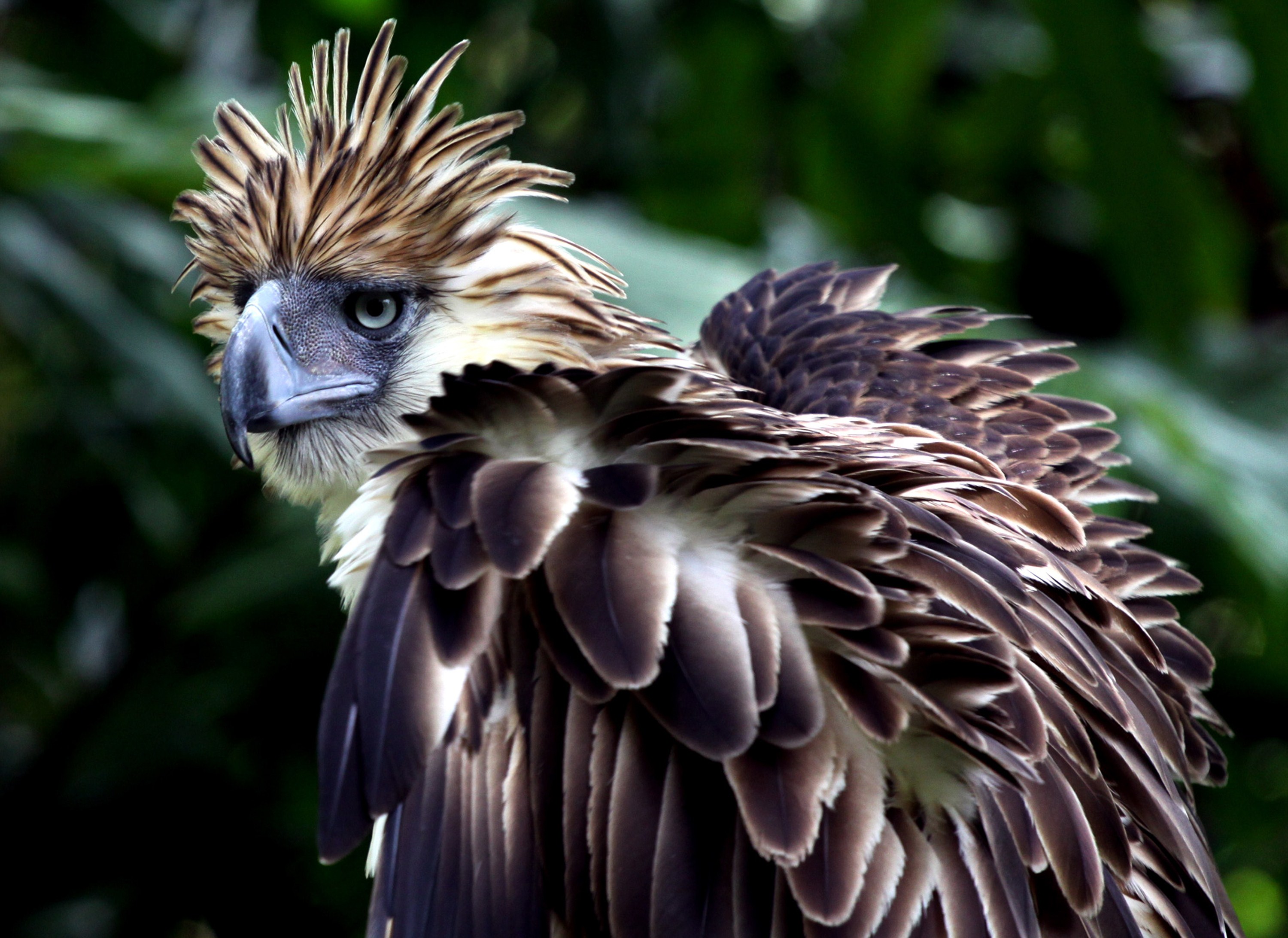 301132 descargar fondo de pantalla animales, águila filipina, aves: protectores de pantalla e imágenes gratis