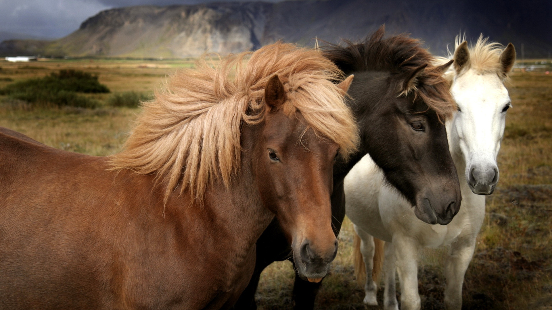 Baixar papel de parede para celular de Animais, Cavalo gratuito.