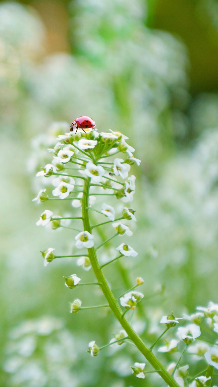 Handy-Wallpaper Tiere, Natur, Marienkäfer, Blume, Insekt, Bokeh, Weiße Blume kostenlos herunterladen.