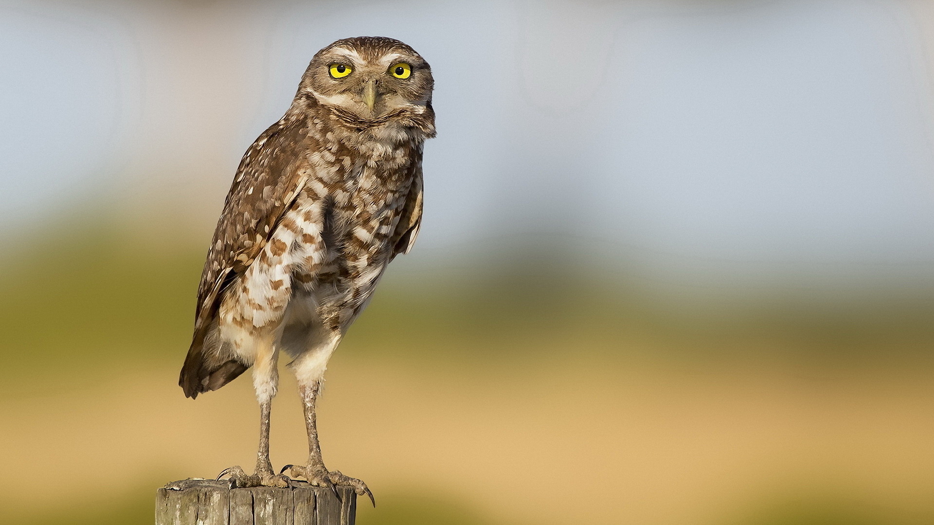 Téléchargez des papiers peints mobile Animaux, Hibou gratuitement.