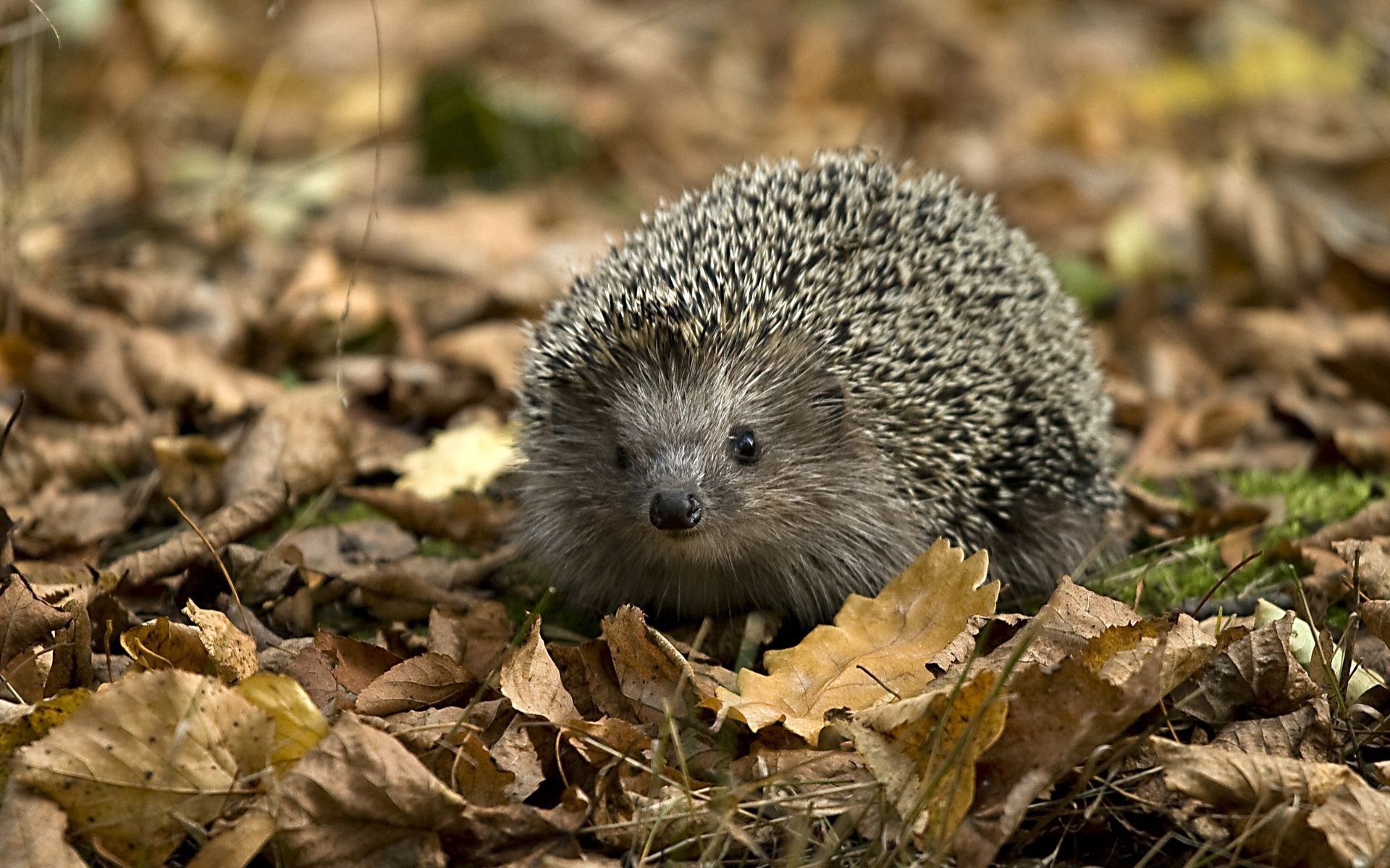 Free download wallpaper Grass, Hedgehog, Animals, Leaves, Autumn on your PC desktop