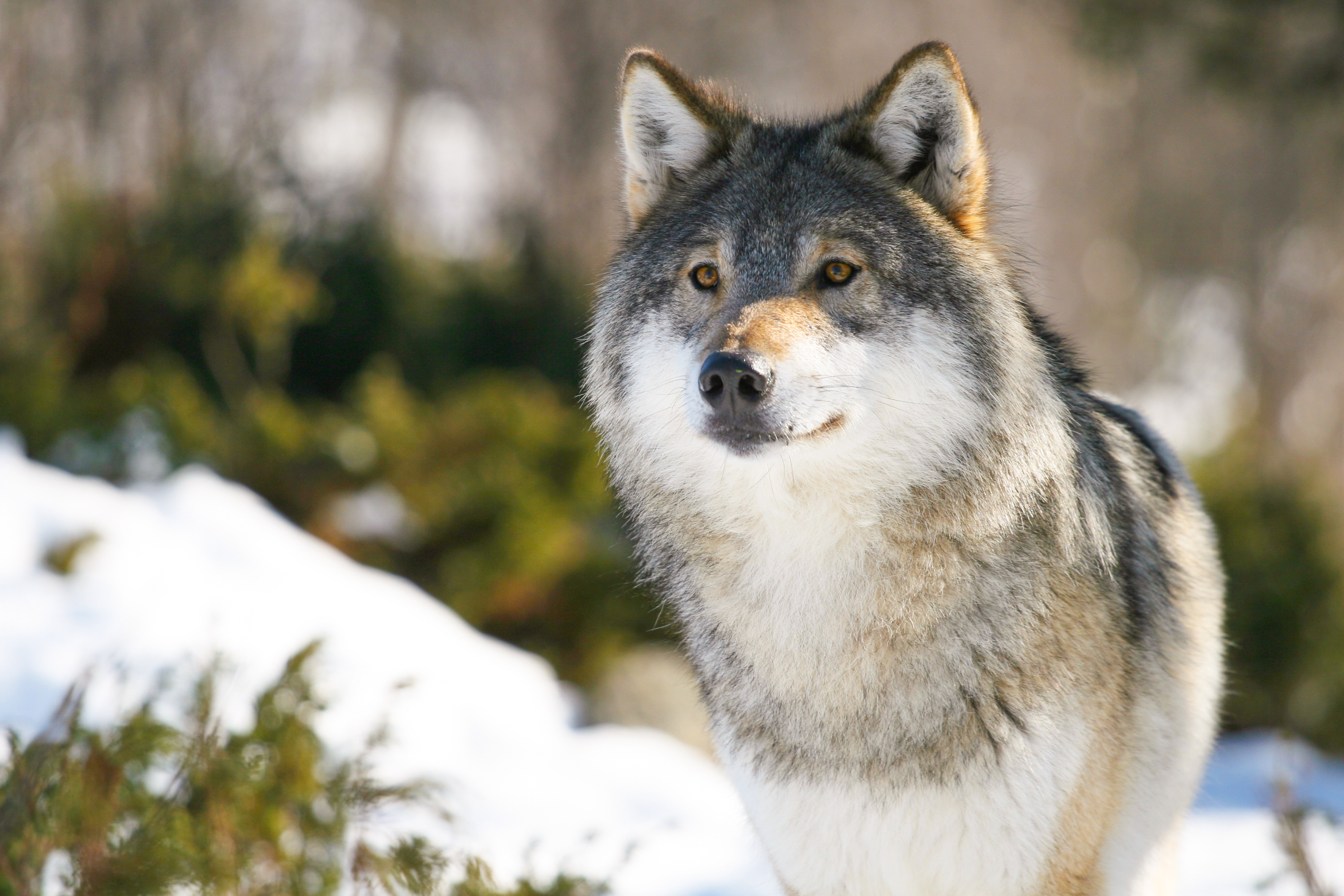 Téléchargez gratuitement l'image Vue, Opinion, Animaux, Animal, Prédateur, Loup sur le bureau de votre PC