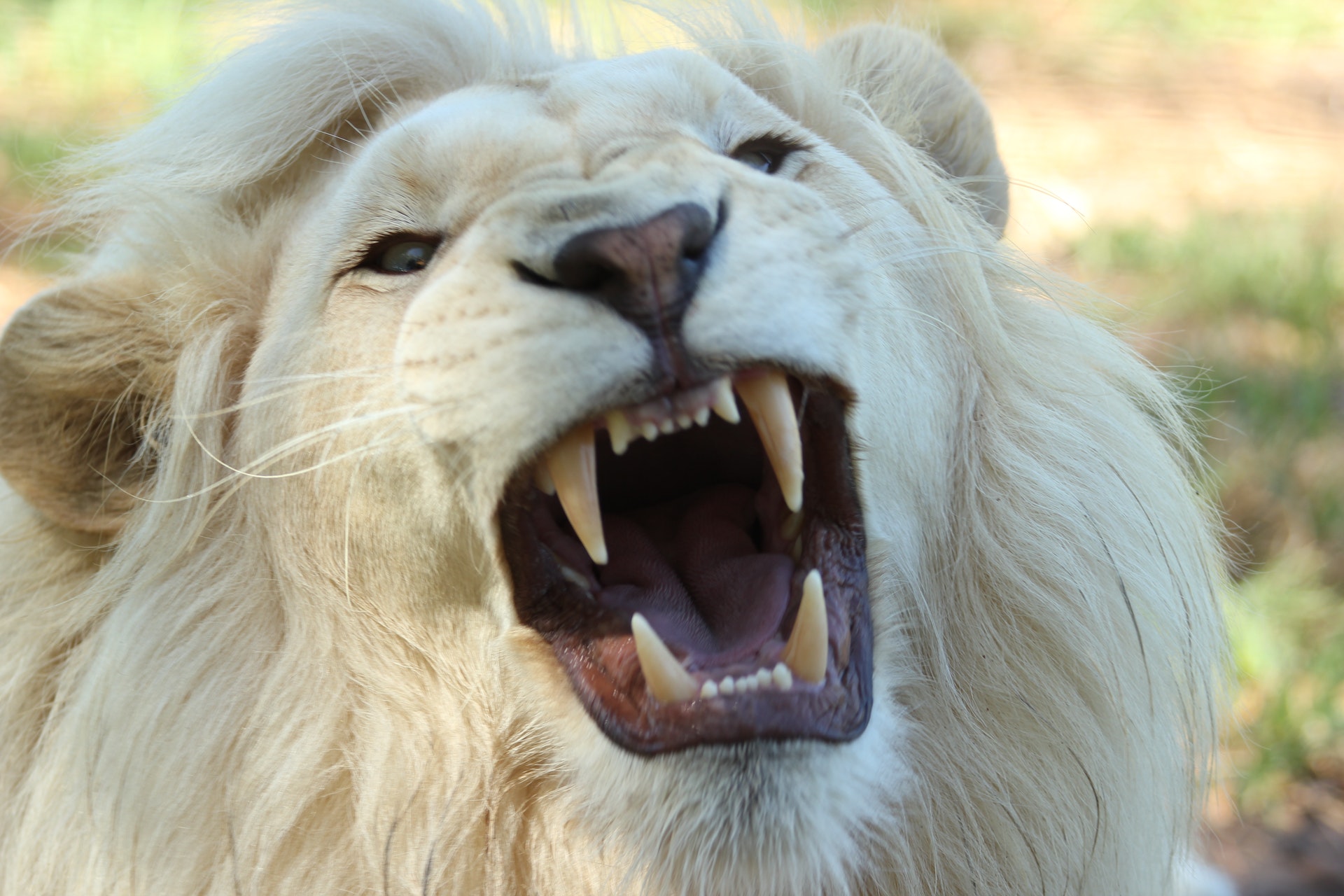 978985 скачать картинку белый лев, животные - обои и заставки бесплатно