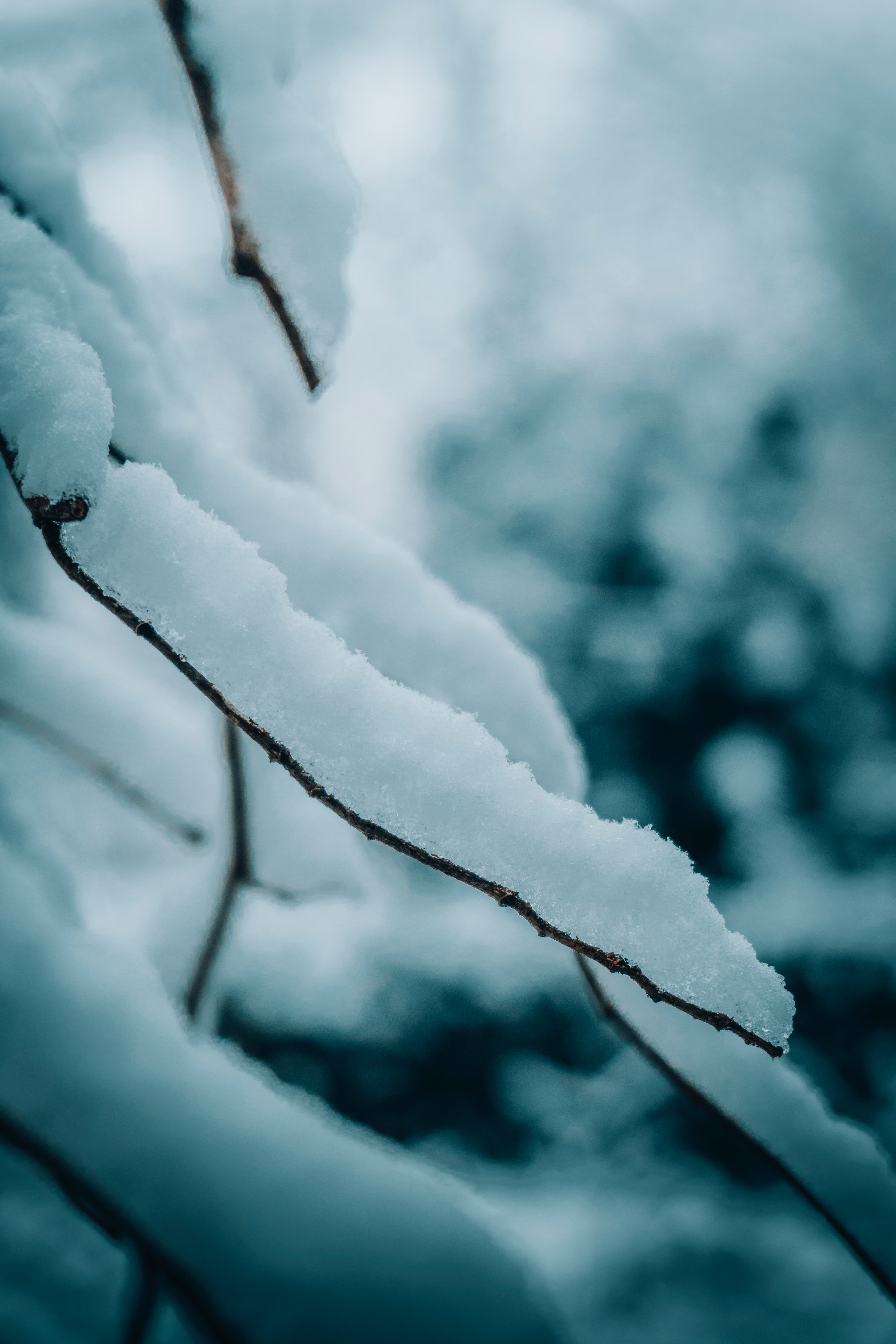 Download mobile wallpaper Branches, Macro, Snow, Winter, Nature for free.