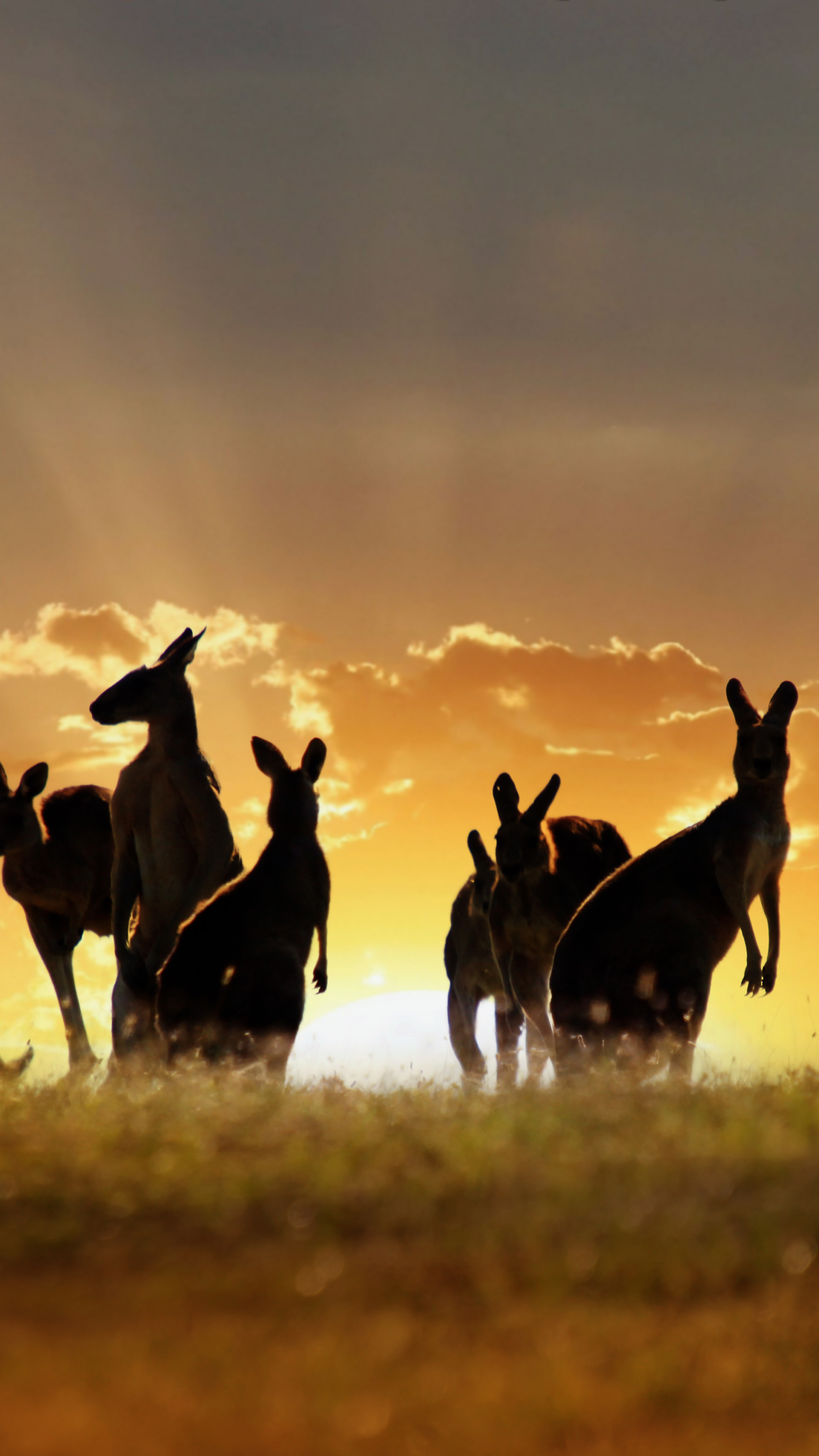 Handy-Wallpaper Tiere, Silhouette, Sonnenuntergang, Känguru kostenlos herunterladen.