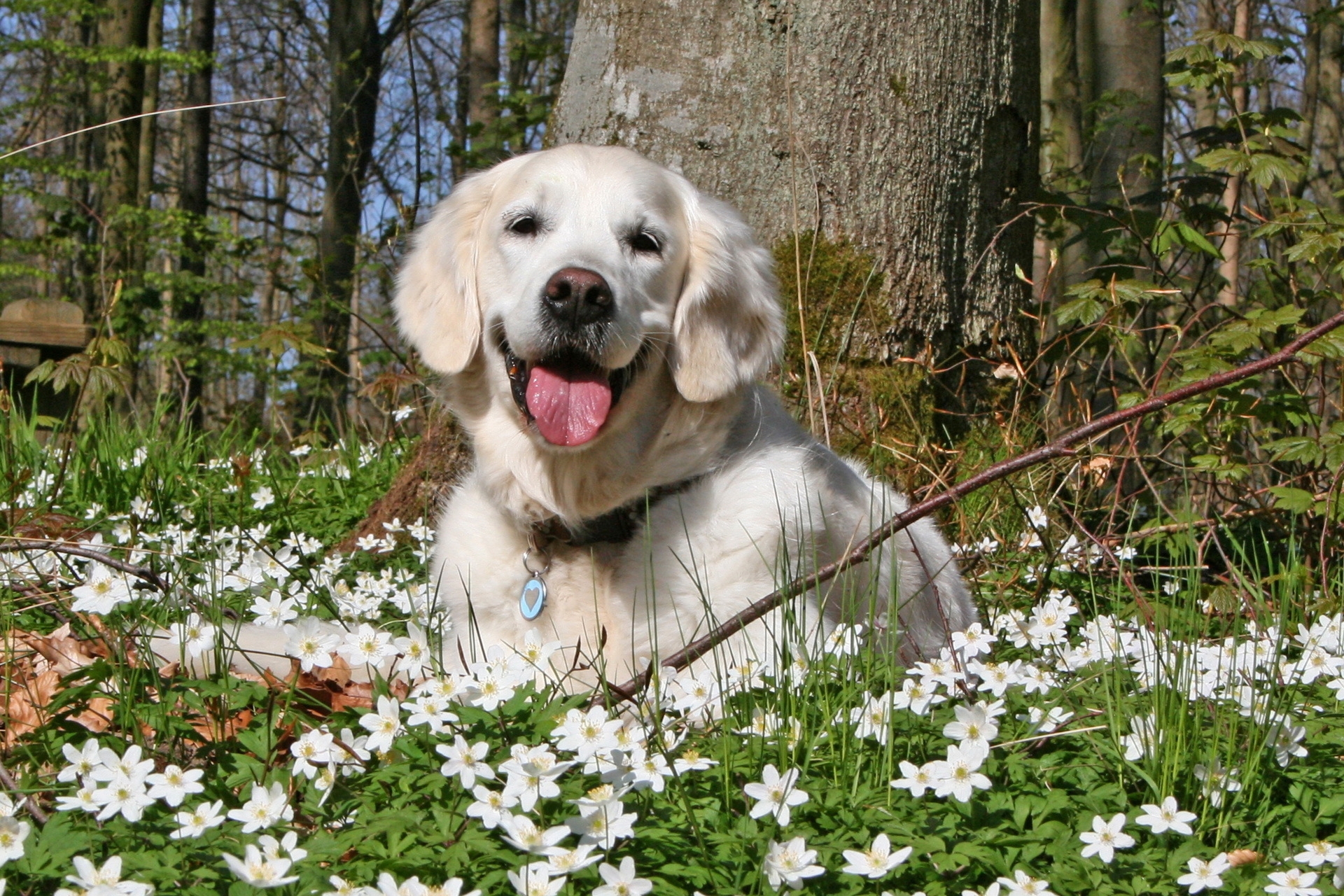 Free download wallpaper Dog, Animals, Flowers, Grass, Rest, Playful, Forest, Field, Relaxation on your PC desktop