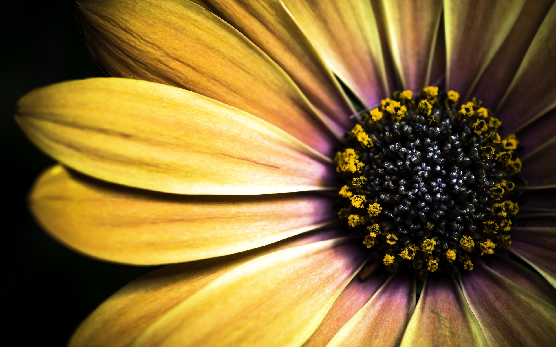 Download mobile wallpaper Nature, Flowers, Flower, Close Up, Earth, Golden, Daisy for free.