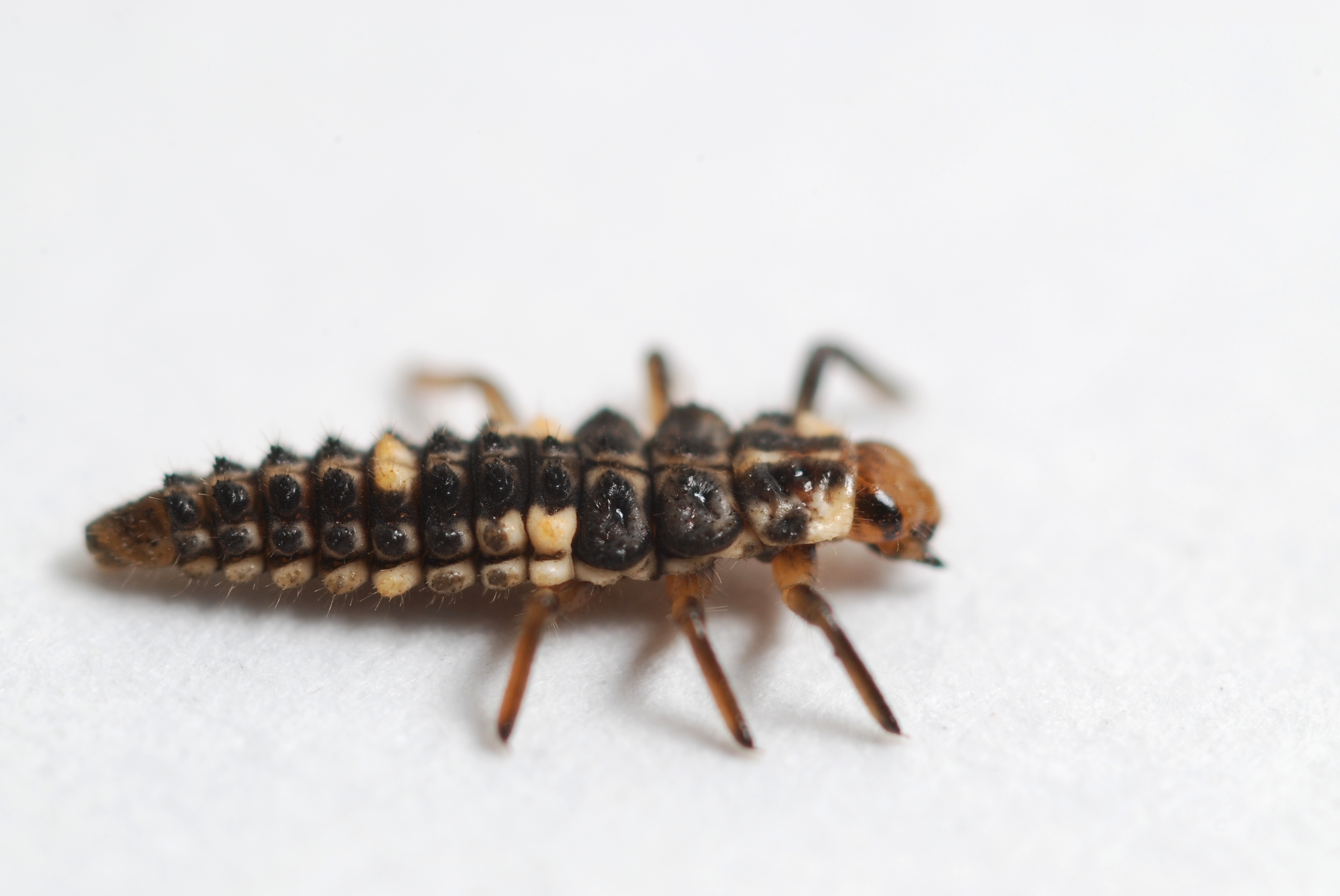 593588 Fonds d'écran et Insecte images sur le bureau. Téléchargez les économiseurs d'écran  sur PC gratuitement