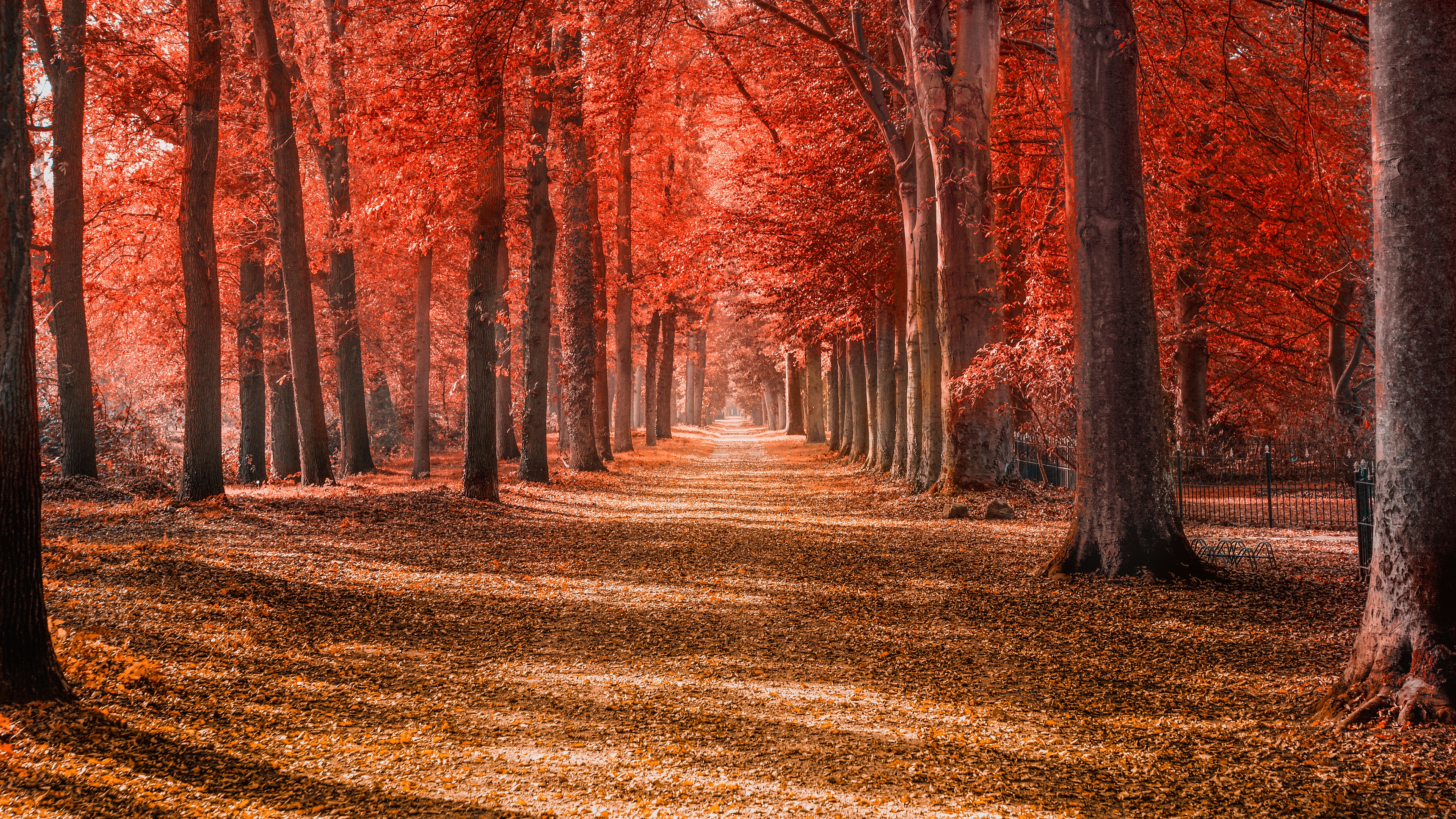 Handy-Wallpaper Herbst, Straße, Park, Fotografie kostenlos herunterladen.