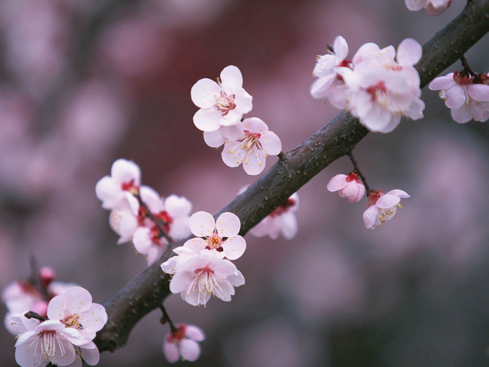 Handy-Wallpaper Blumen, Nahaufnahme, Ast, Zweig, Nahansicht, Sakura kostenlos herunterladen.
