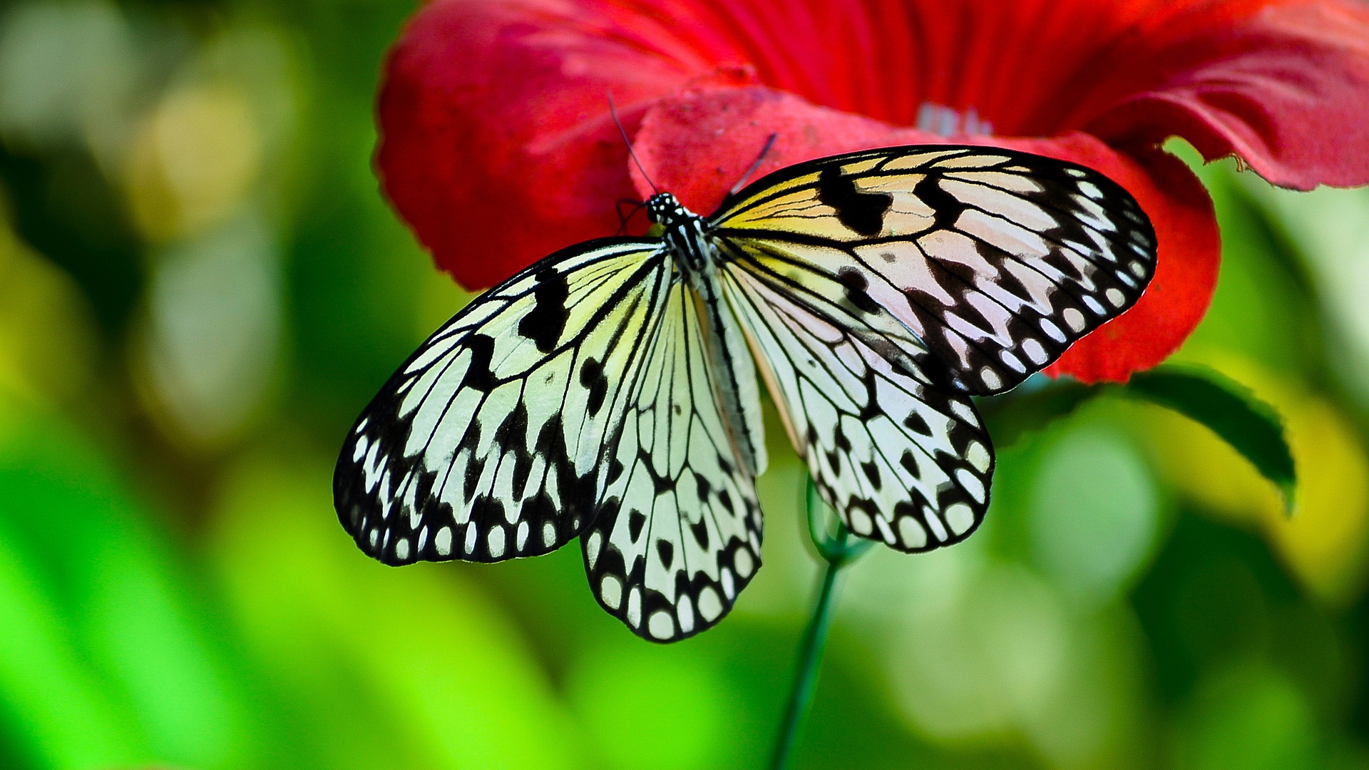 PCデスクトップに動物, 蝶, 花, 閉じる画像を無料でダウンロード