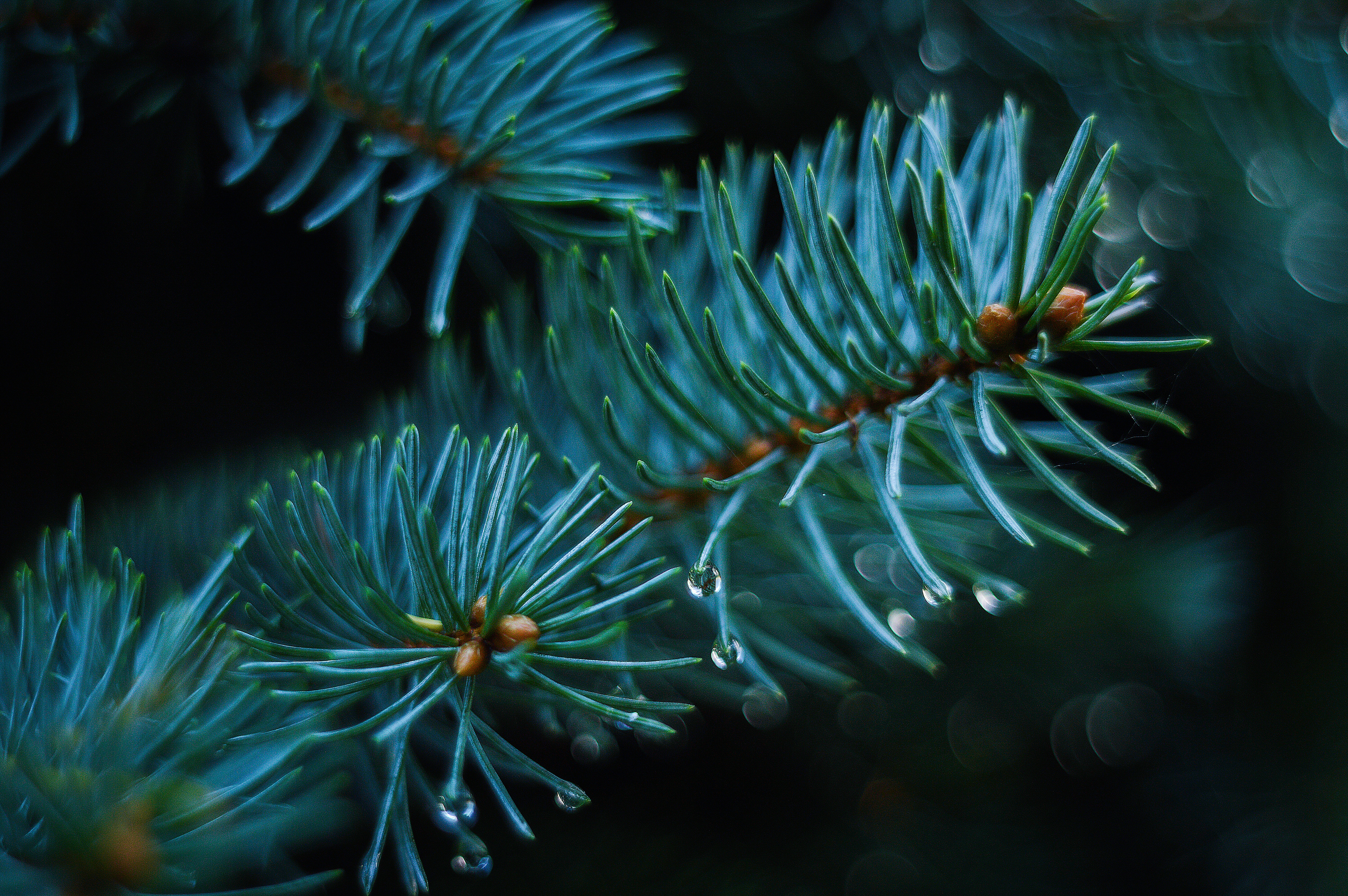 Download mobile wallpaper Spruce, Fir, Prickles, Thorns, Branch, Nature, Smooth, Blur for free.