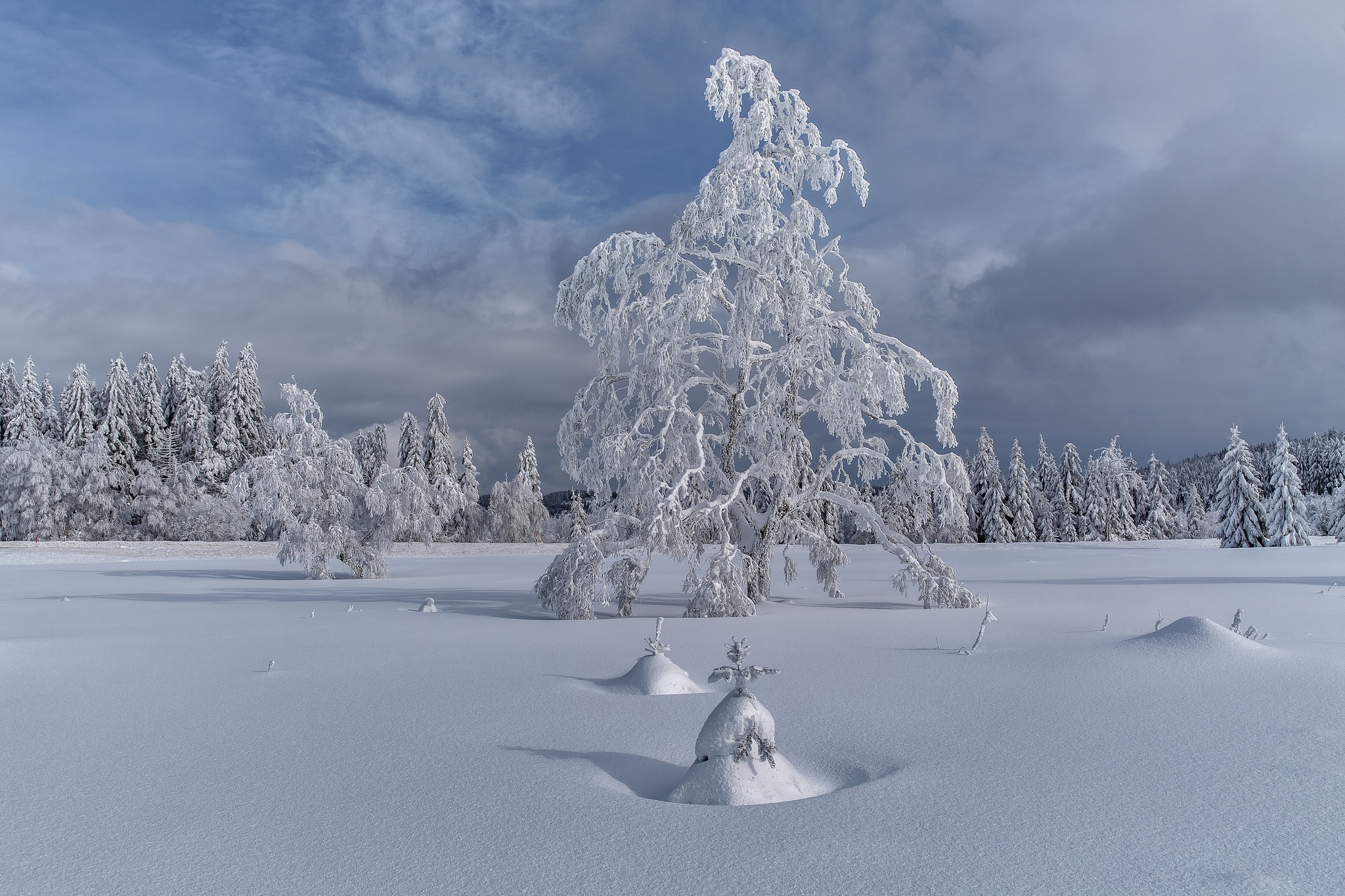 Free download wallpaper Winter, Nature, Snow, Tree, Earth on your PC desktop