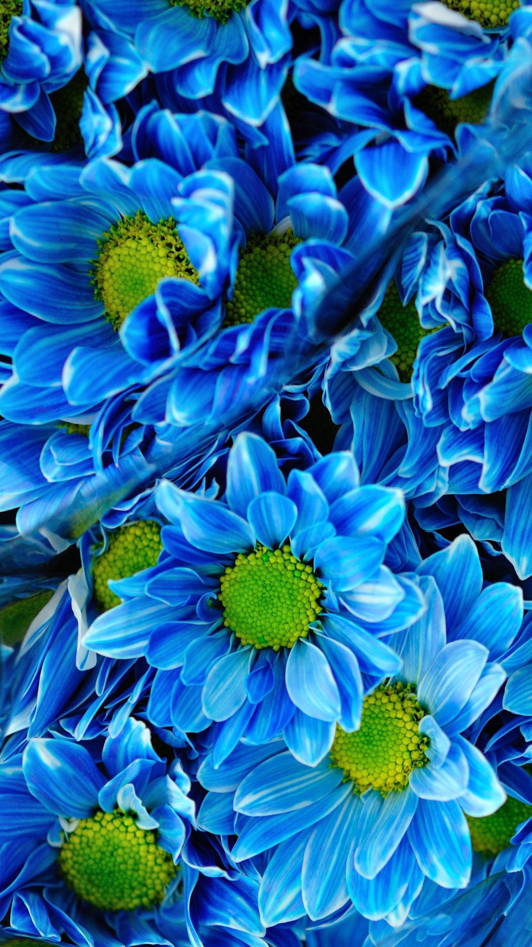 Download mobile wallpaper Flowers, Chrysanthemum, Flower, Earth, Blue Flower for free.