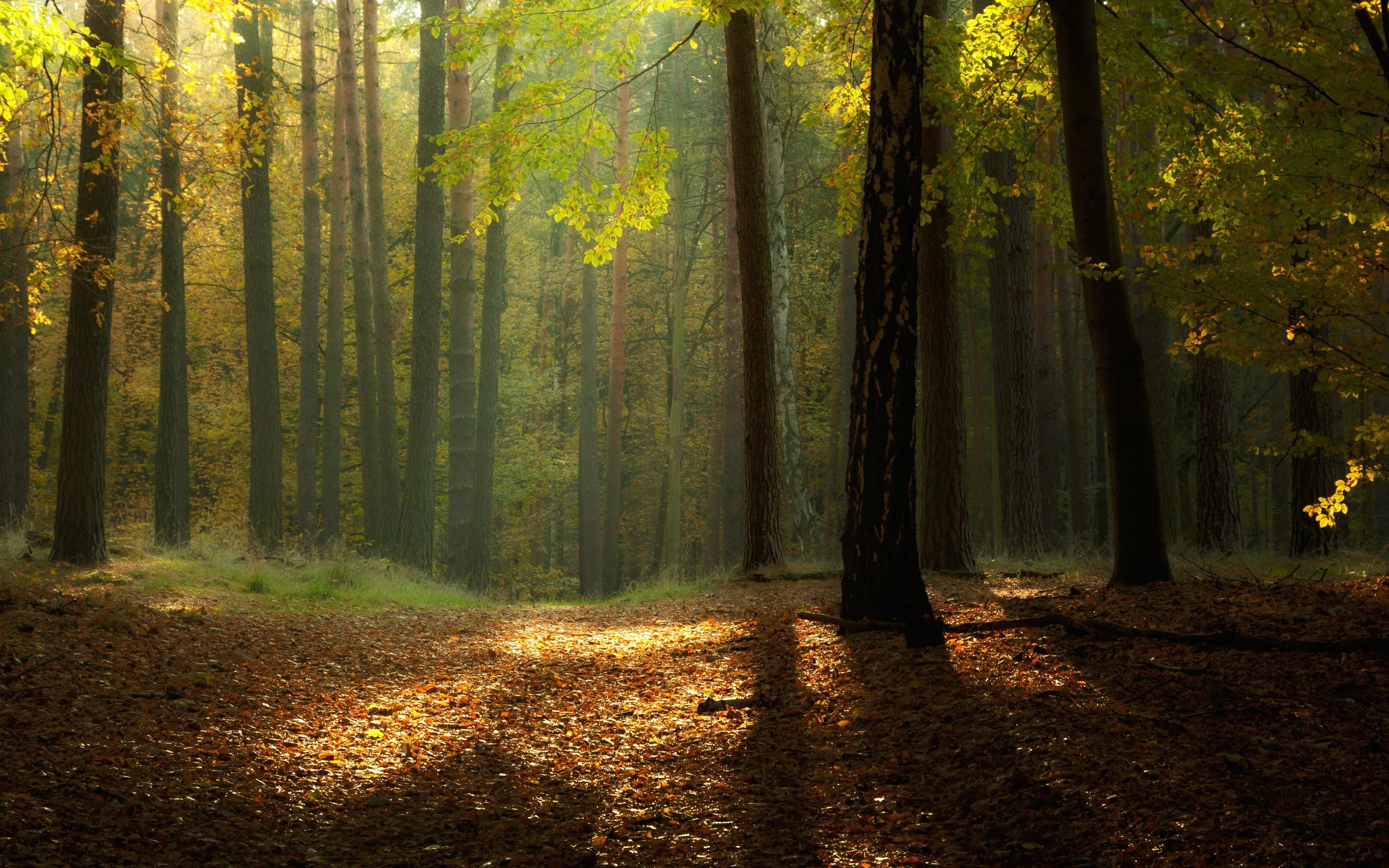Baixe gratuitamente a imagem Árvores, Outono, Paisagem na área de trabalho do seu PC