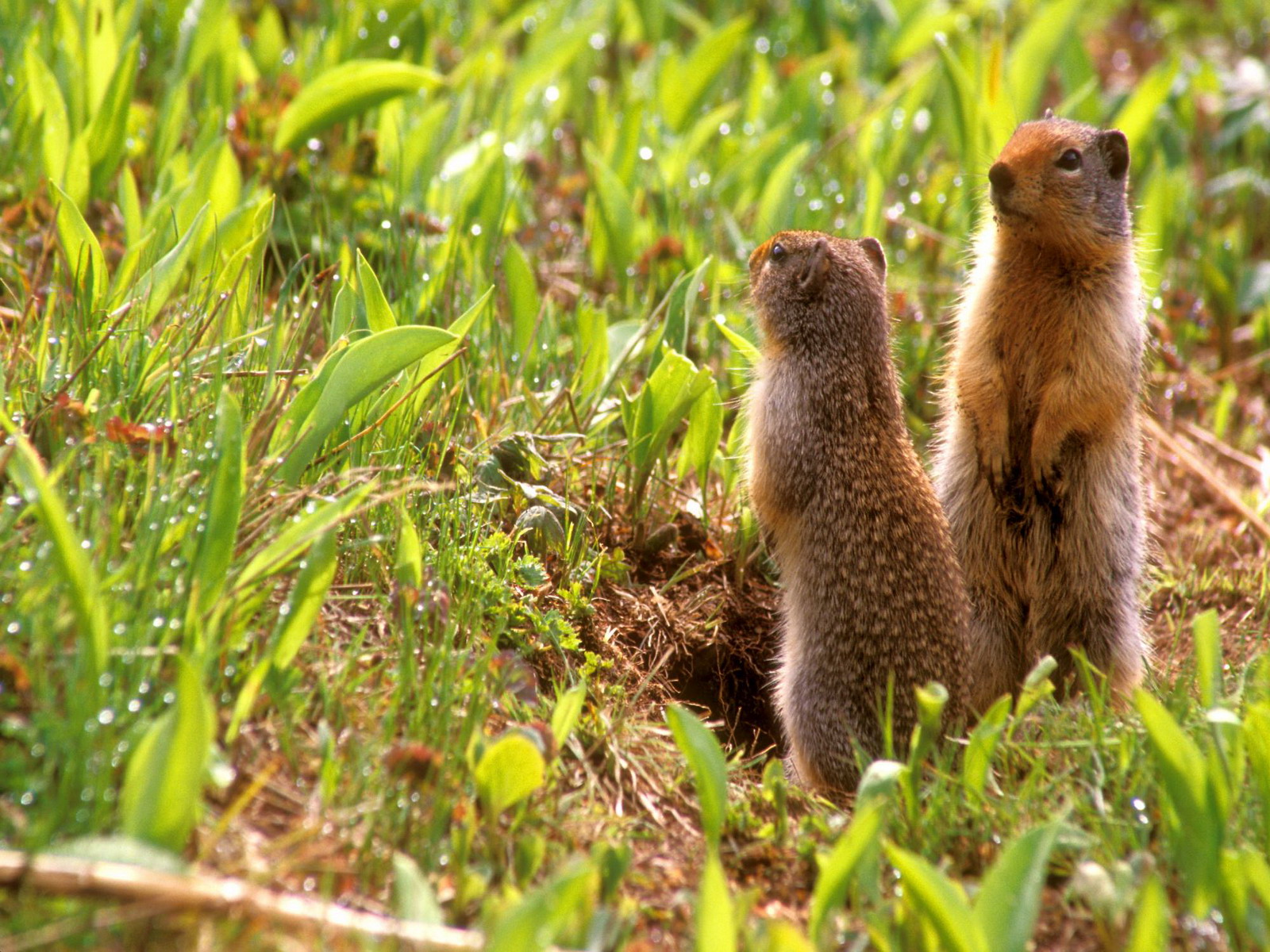 Laden Sie das Tiere, Eichhörnchen, Erdmännchen-Bild kostenlos auf Ihren PC-Desktop herunter