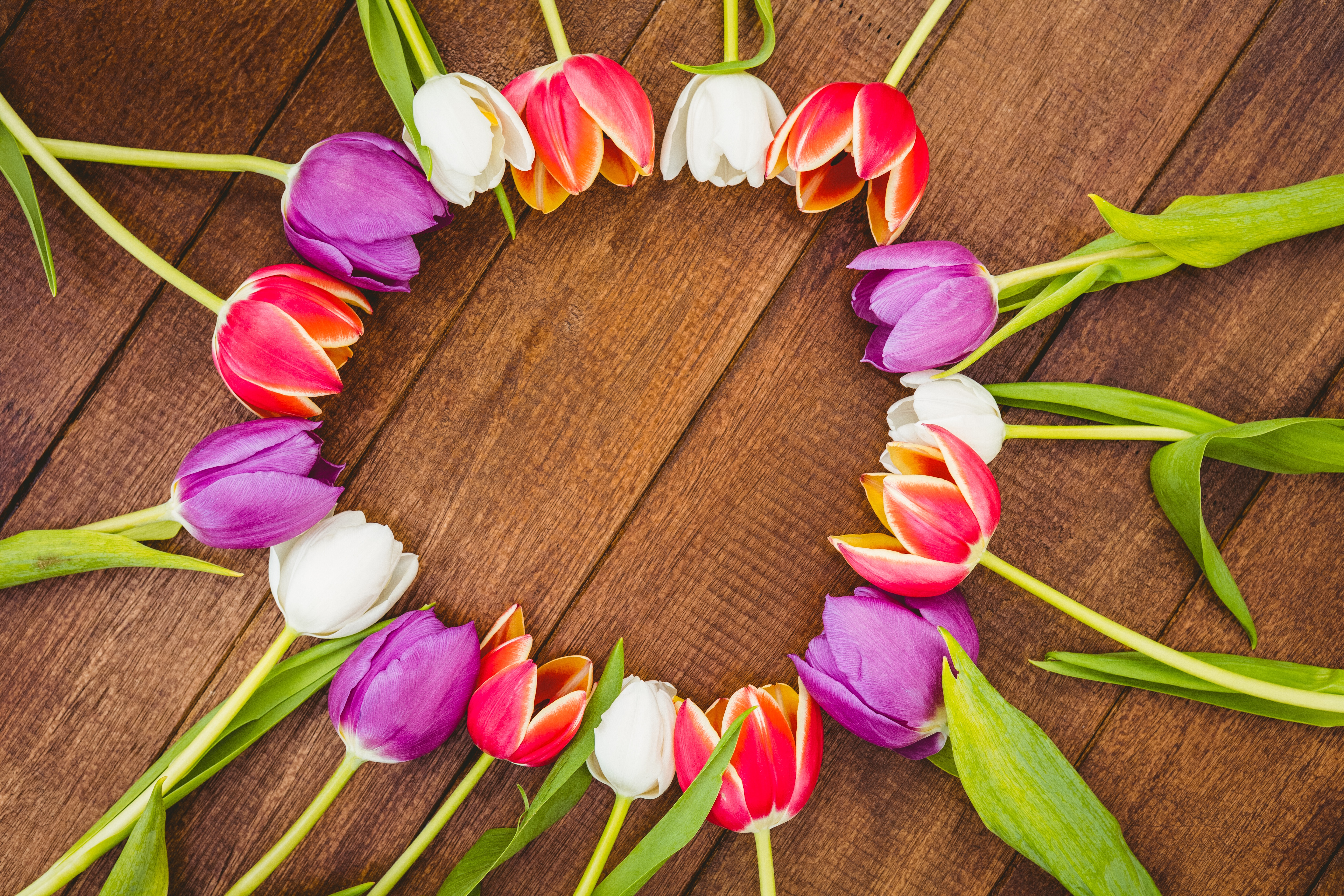 Descarga gratis la imagen Naturaleza, Flor, Tulipán, Flor Blanca, Flor Purpura, Flor Roja, Hecho Por El Hombre en el escritorio de tu PC