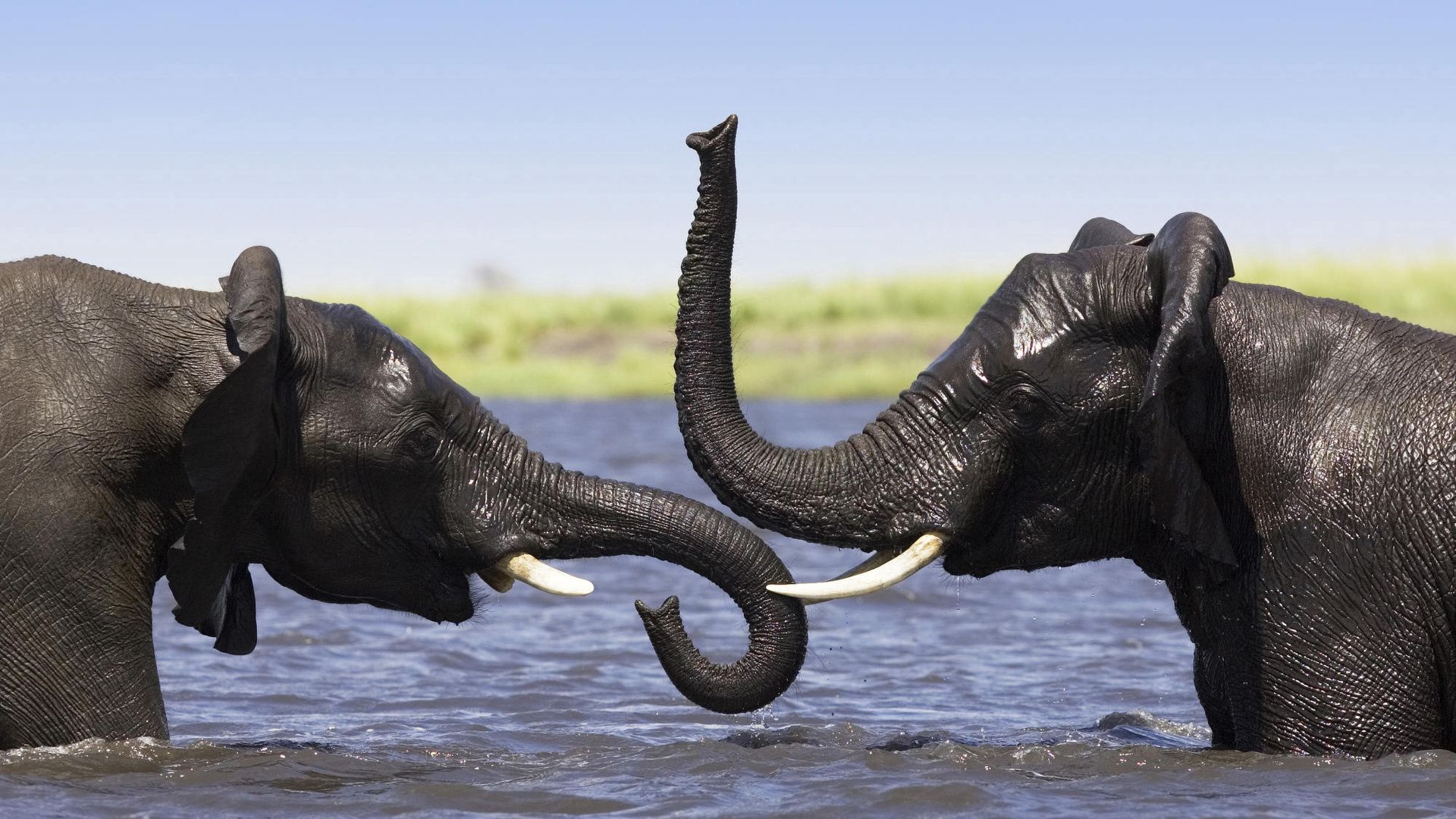 africa, elephants, animals, trunk, splashing, bathing, popple Full HD