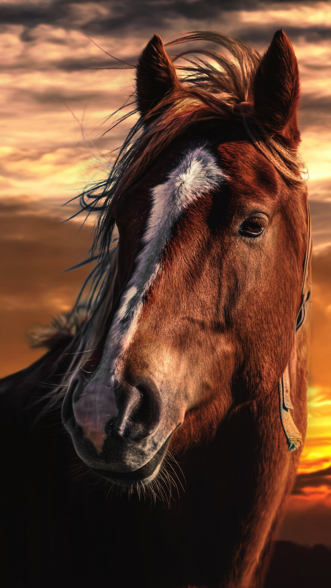 Download mobile wallpaper Sunset, Animal, Horse for free.
