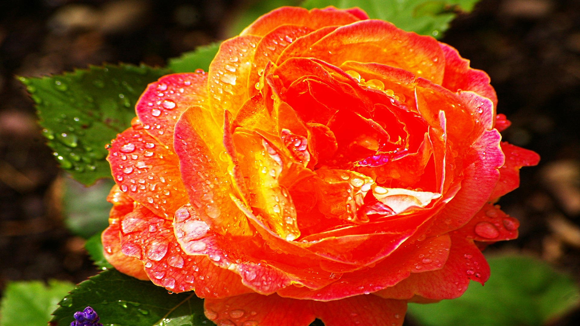 Free download wallpaper Flowers, Rose, Earth on your PC desktop