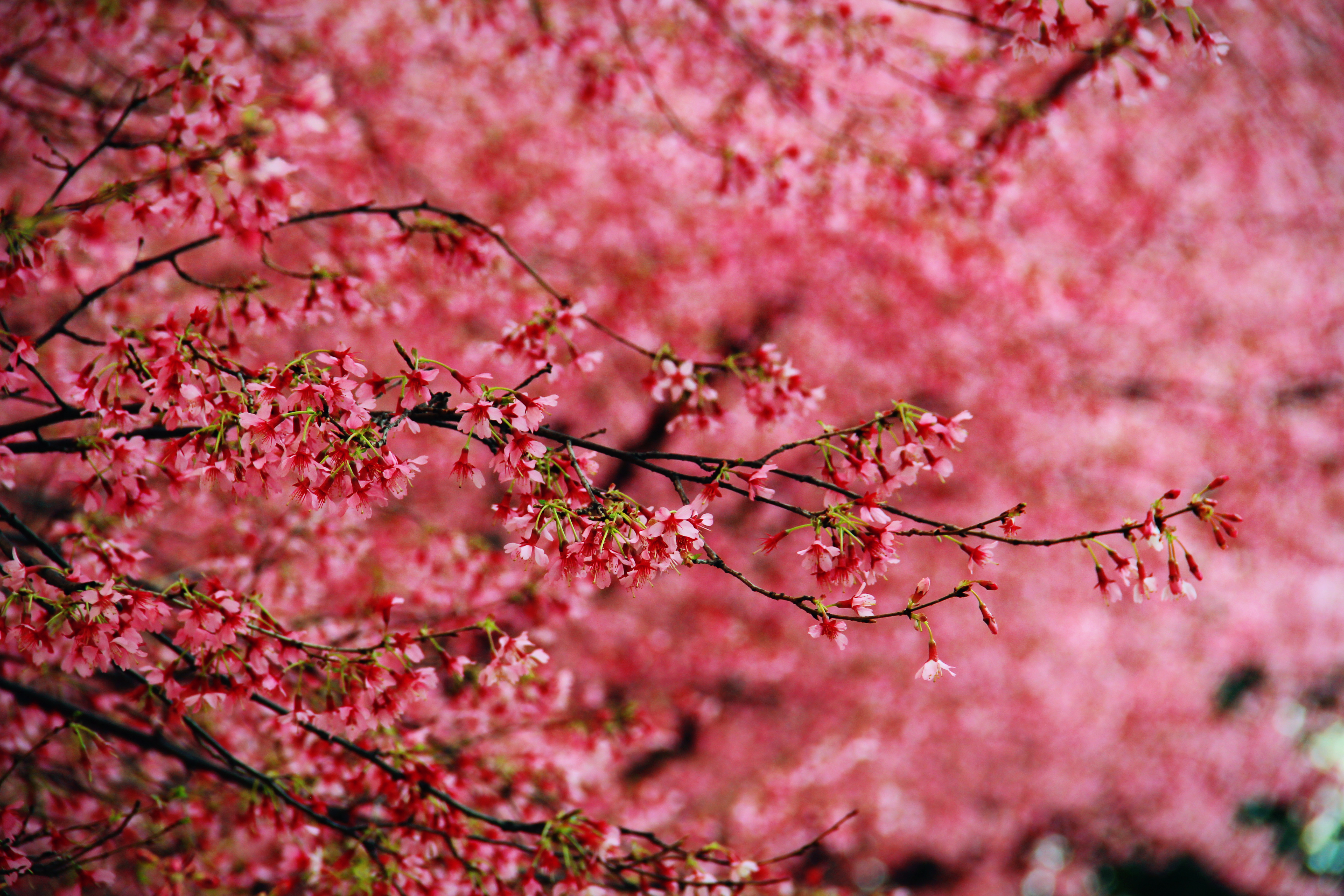 Free download wallpaper Blossom, Flowers, Earth on your PC desktop