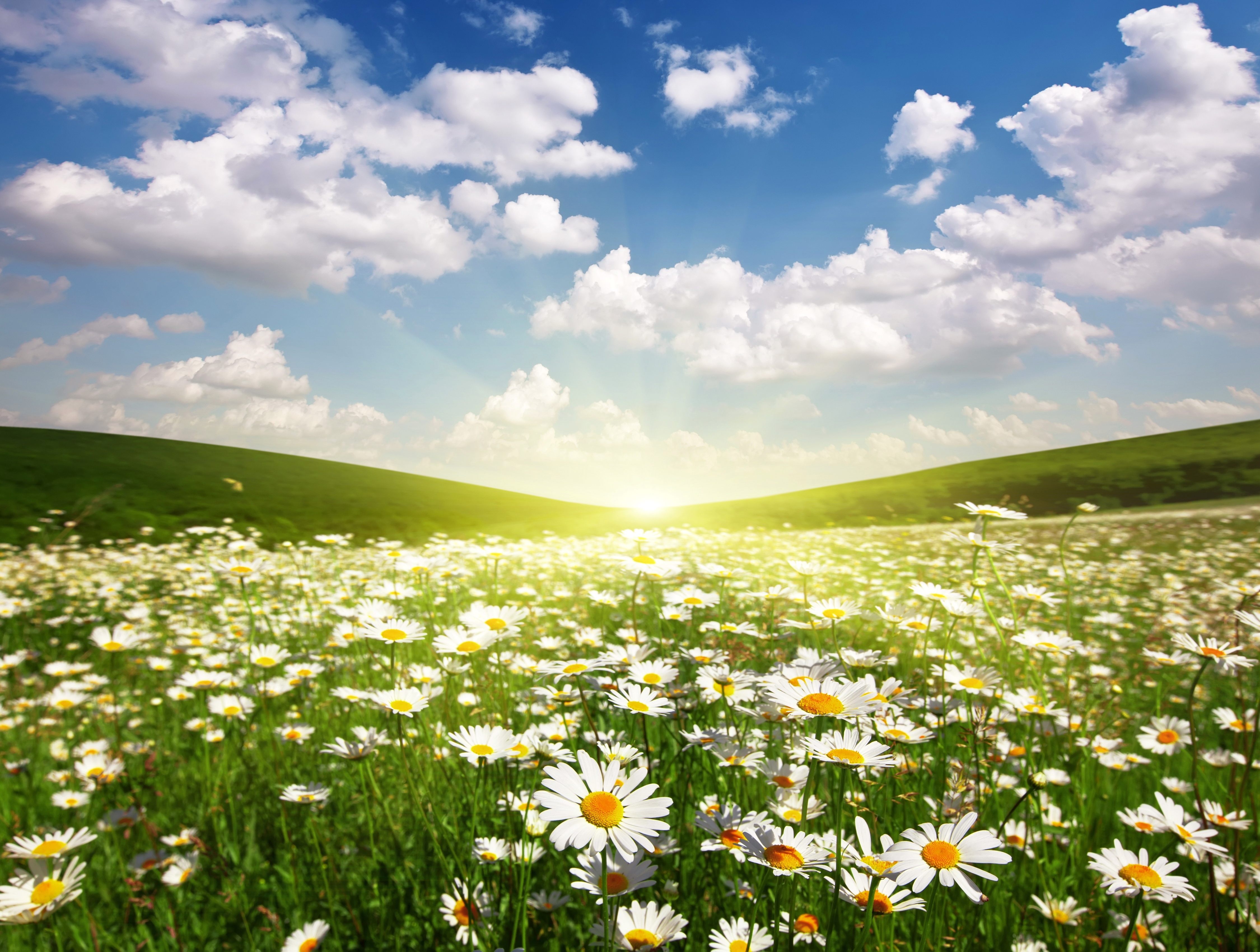 Free download wallpaper Nature, Sun, Flower, Sunrise, Earth, Field, Cloud, Daisy on your PC desktop